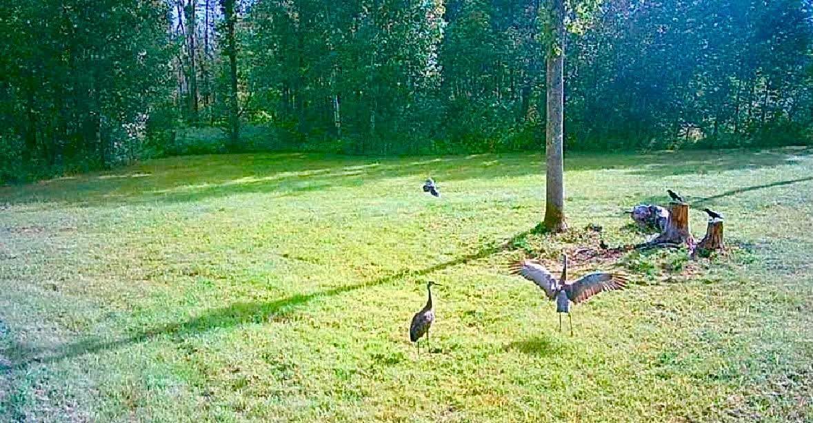 land for sale at 16794 Driftwood Street in McGregor, MN (photo 11 of 11)