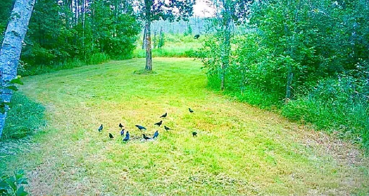 land for sale at 16794 Driftwood Street in McGregor, MN (photo 9 of 11)