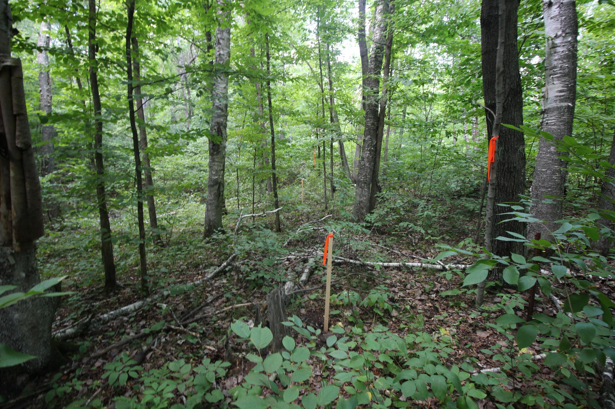 land for sale at Lots 60, 61, 62 Sun Valley Pass in Breezy Point, MN (photo 11 of 12)