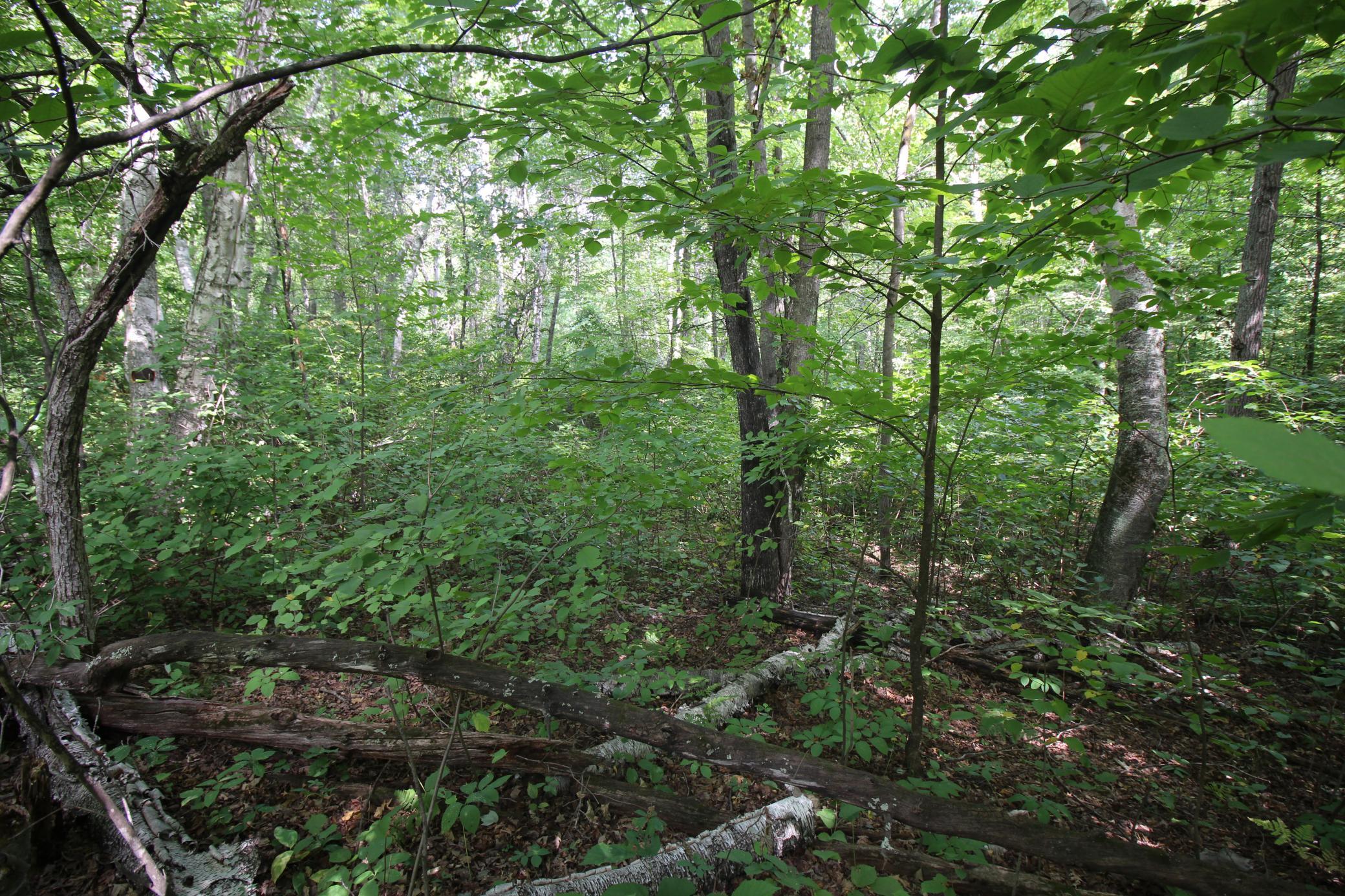 land for sale at Lots 60, 61, 62 Sun Valley Pass in Breezy Point, MN (photo 5 of 12)