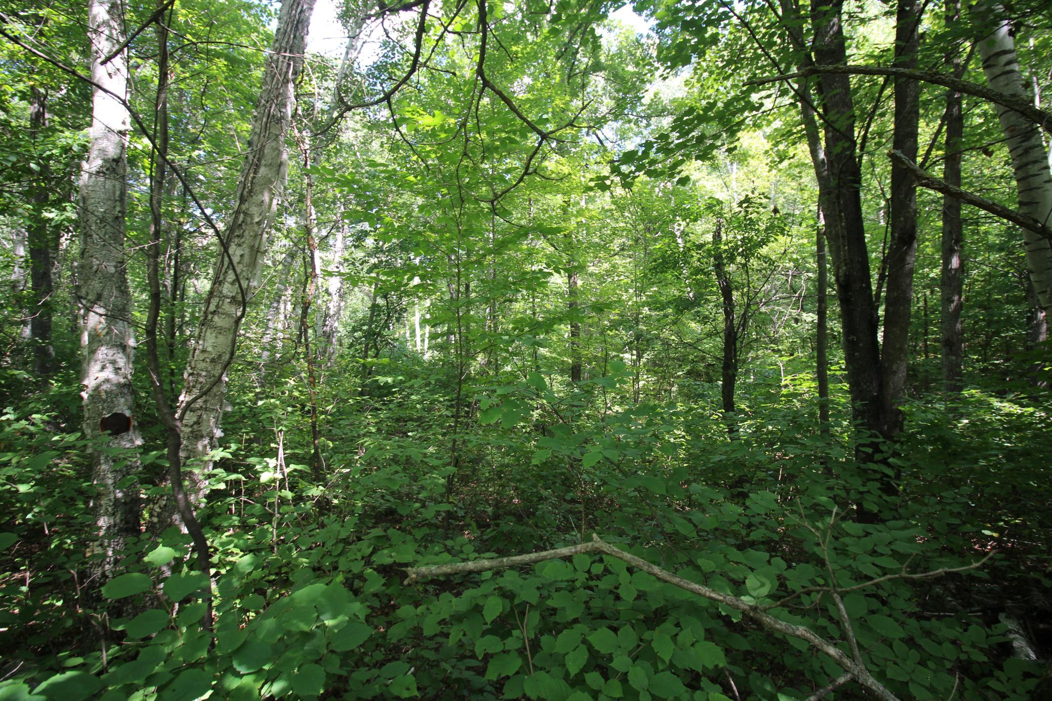land for sale at Lots 60, 61, 62 Sun Valley Pass in Breezy Point, MN (photo 6 of 12)