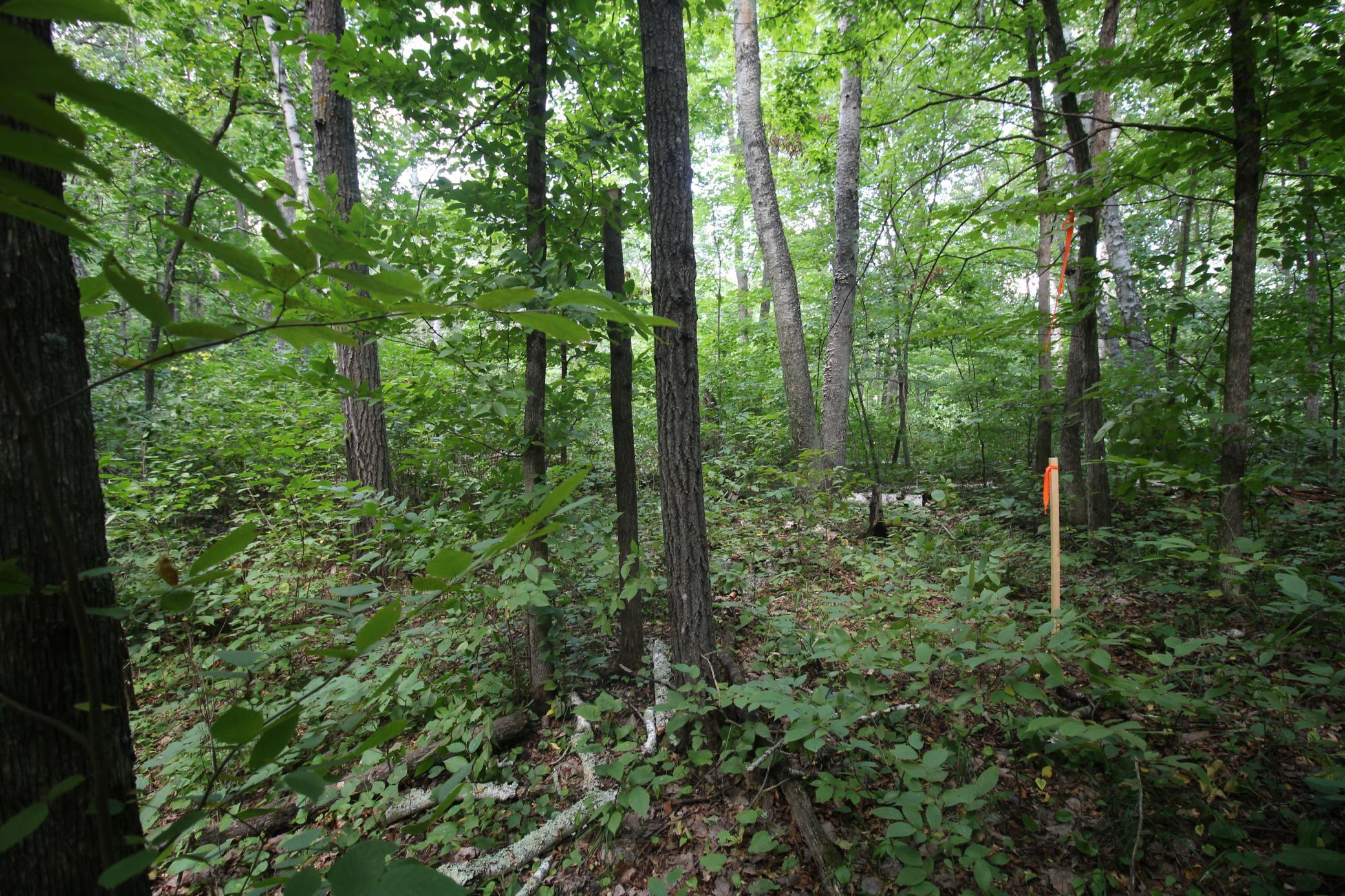 land for sale at Lots 60, 61, 62 Sun Valley Pass in Breezy Point, MN (photo 7 of 12)
