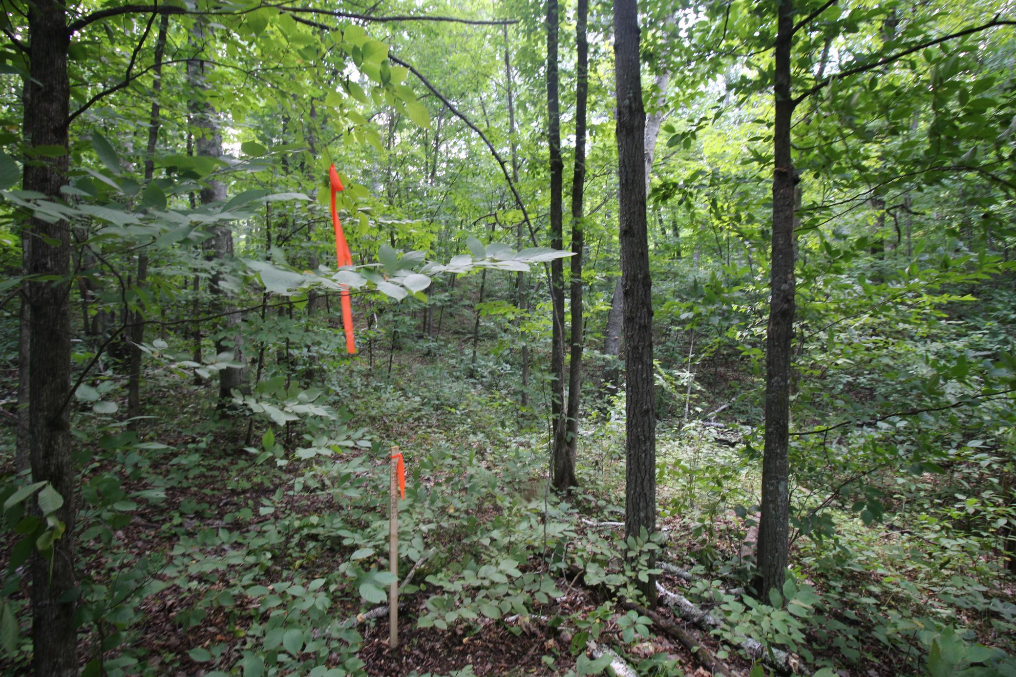 land for sale at Lots 60, 61, 62 Sun Valley Pass in Breezy Point, MN (photo 8 of 12)