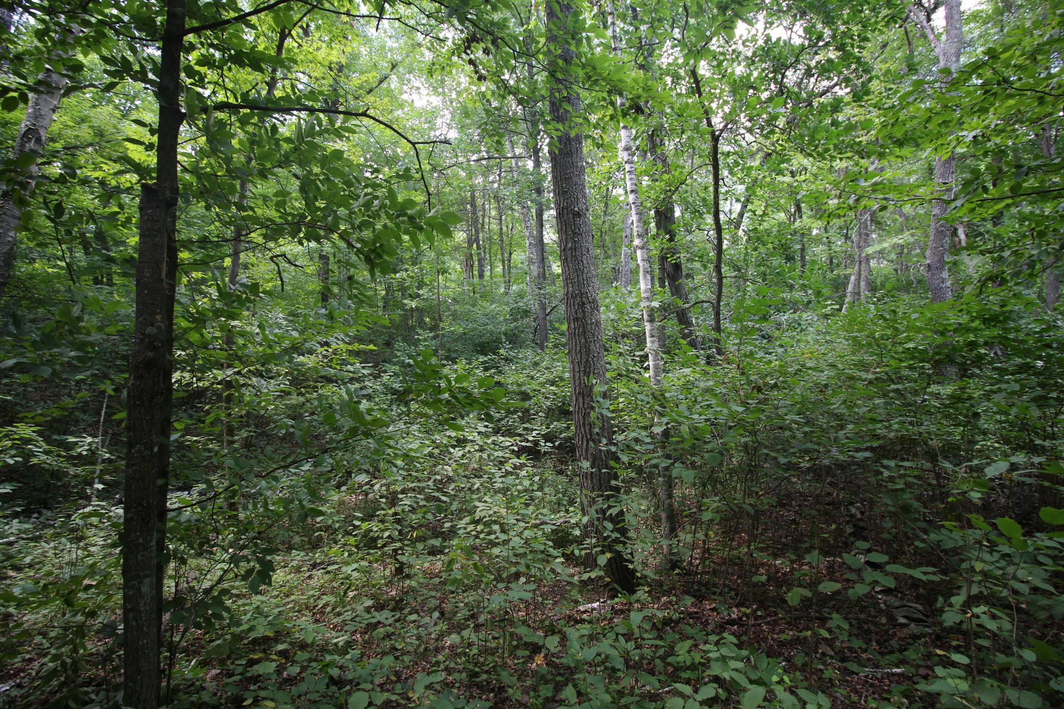 land for sale at Lots 60, 61, 62 Sun Valley Pass in Breezy Point, MN (photo 9 of 12)