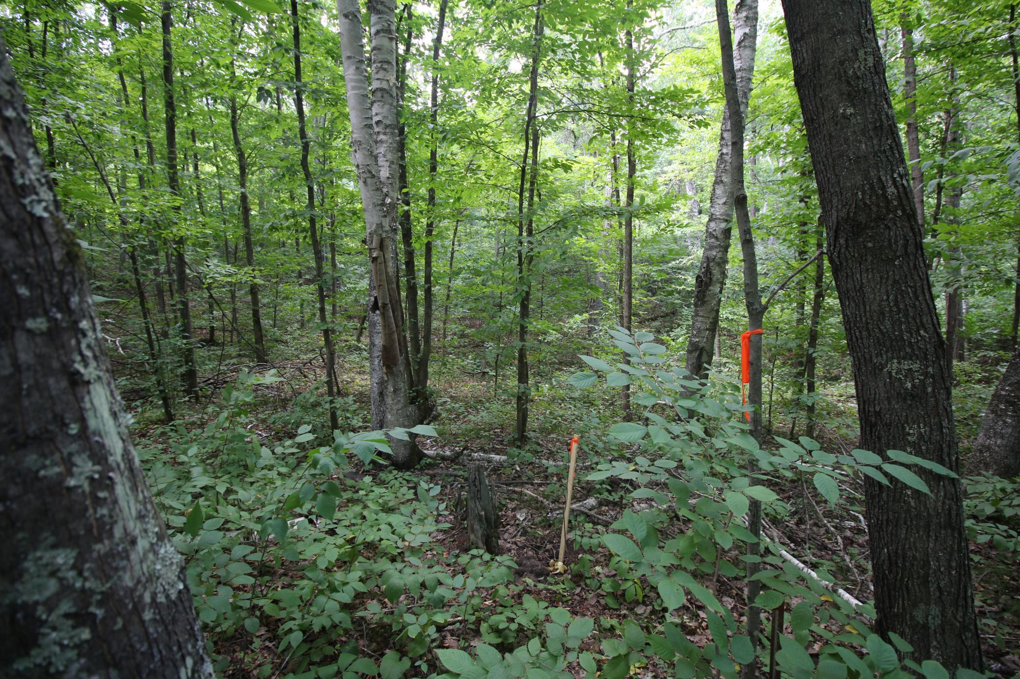 land for sale at Lots 60, 61, 62 Sun Valley Pass in Breezy Point, MN (photo 10 of 12)