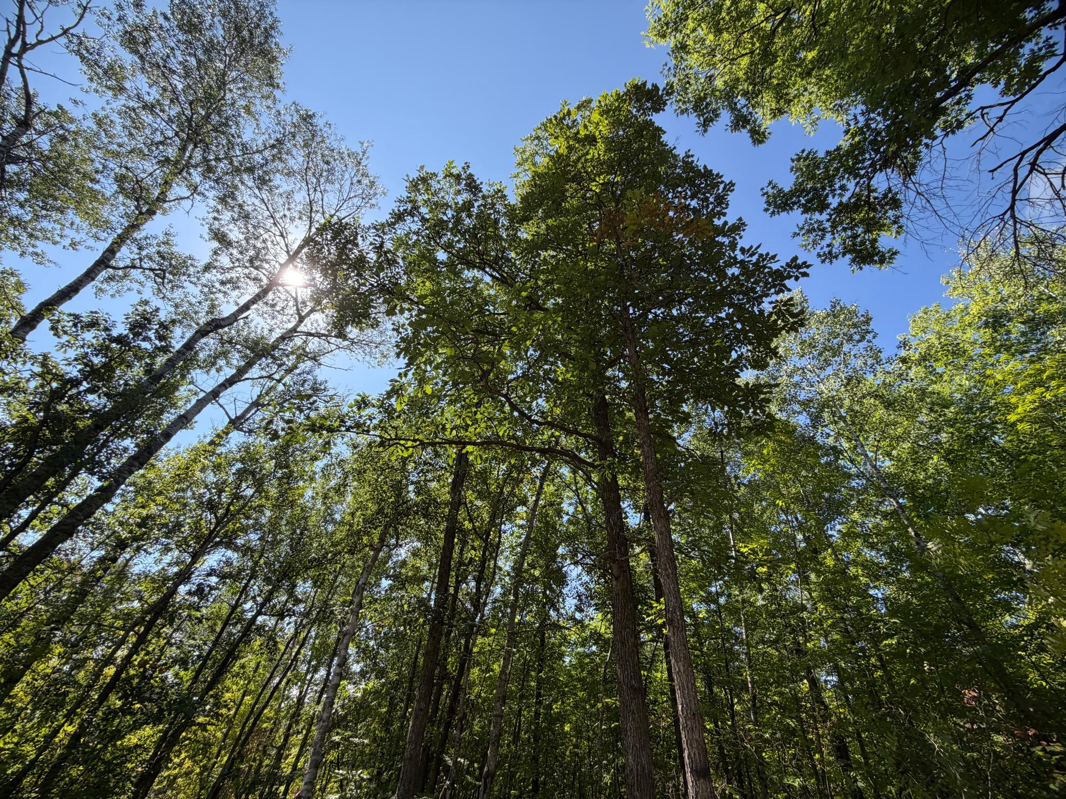 land for sale at 6831 State 34 NW in Akeley, MN (photo 19 of 28)