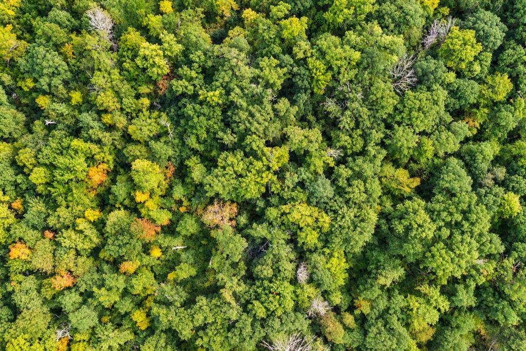 land for sale at TBD 76th Street SW in Pequot Lakes, MN (photo 9 of 12)