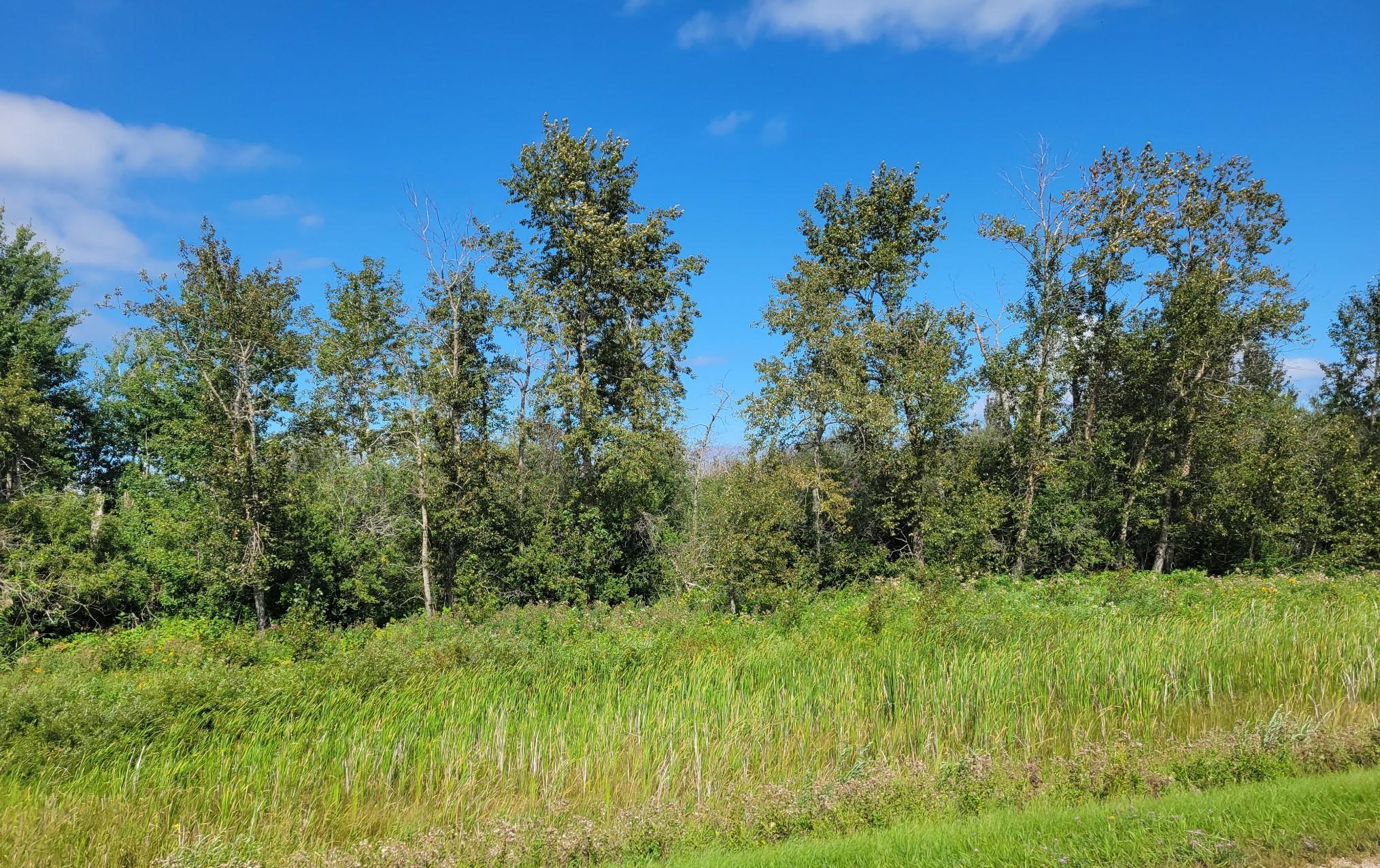 land for sale at TBD 48th Street NW in Williams, MN (photo 4 of 4)