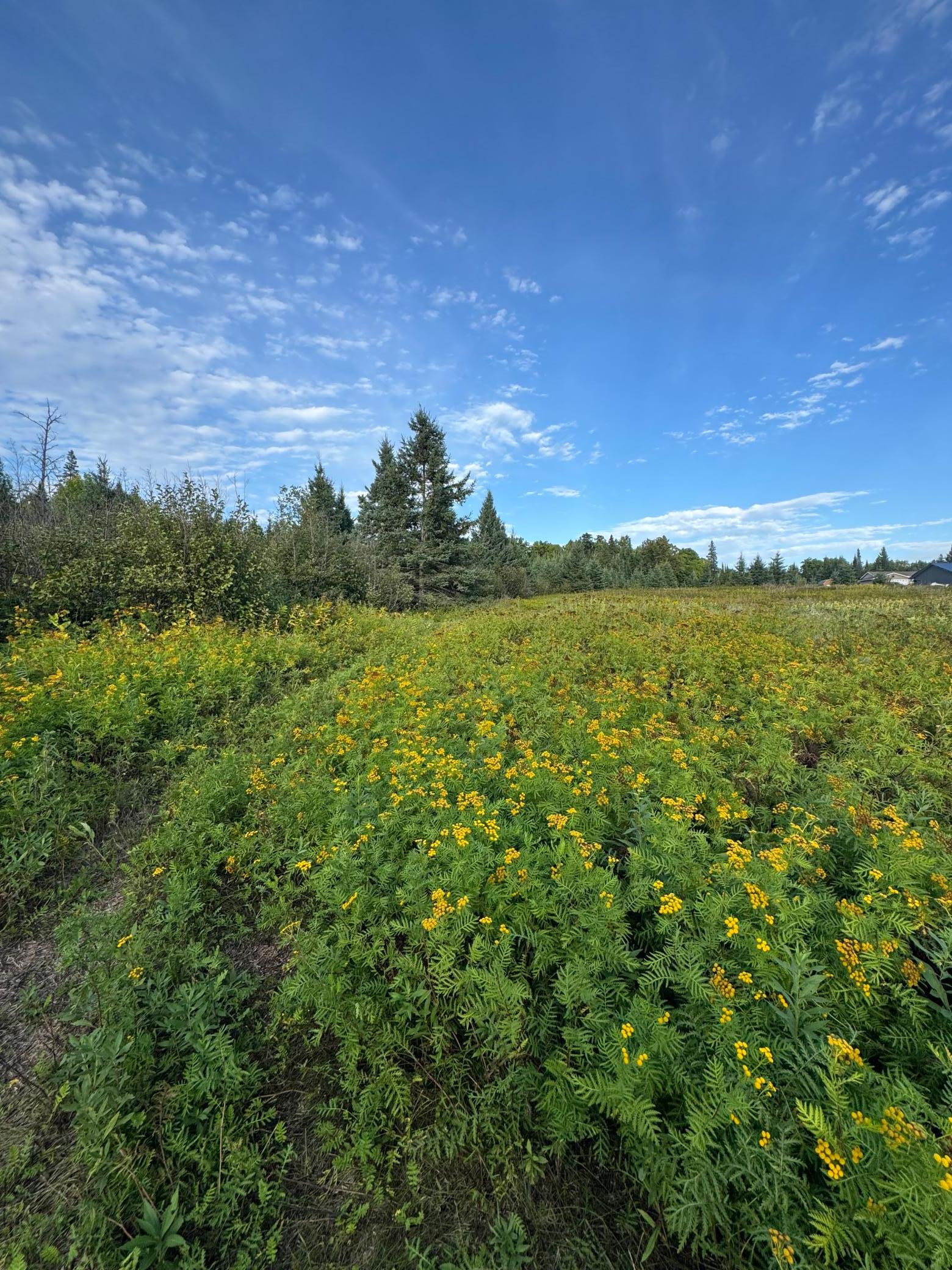 land for sale at TBD Gull Lake Loop Road in Hines, MN (photo 2 of 7)