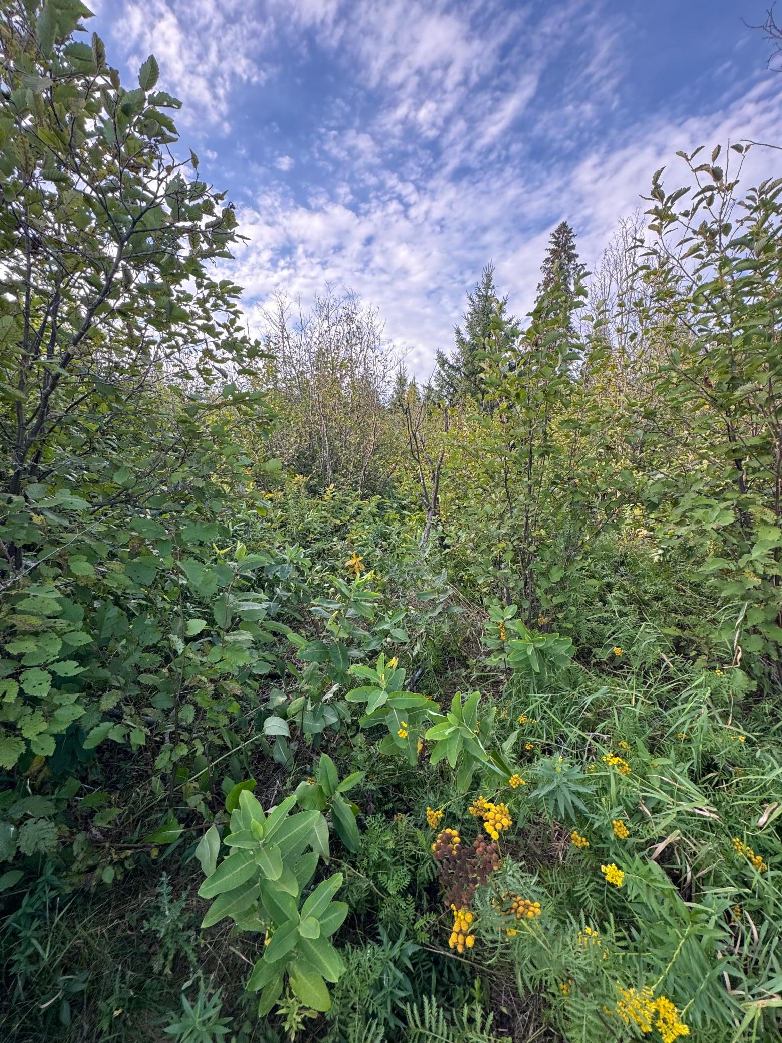 land for sale at TBD Gull Lake Loop Road in Hines, MN (photo 3 of 7)
