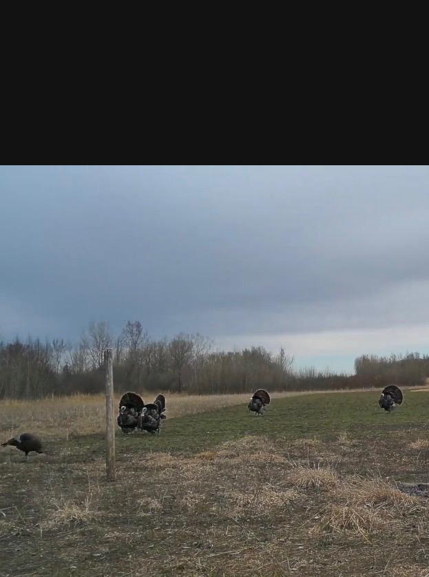 land for sale at 23307 210th Avenue N in Ulen, MN (photo 118 of 125)