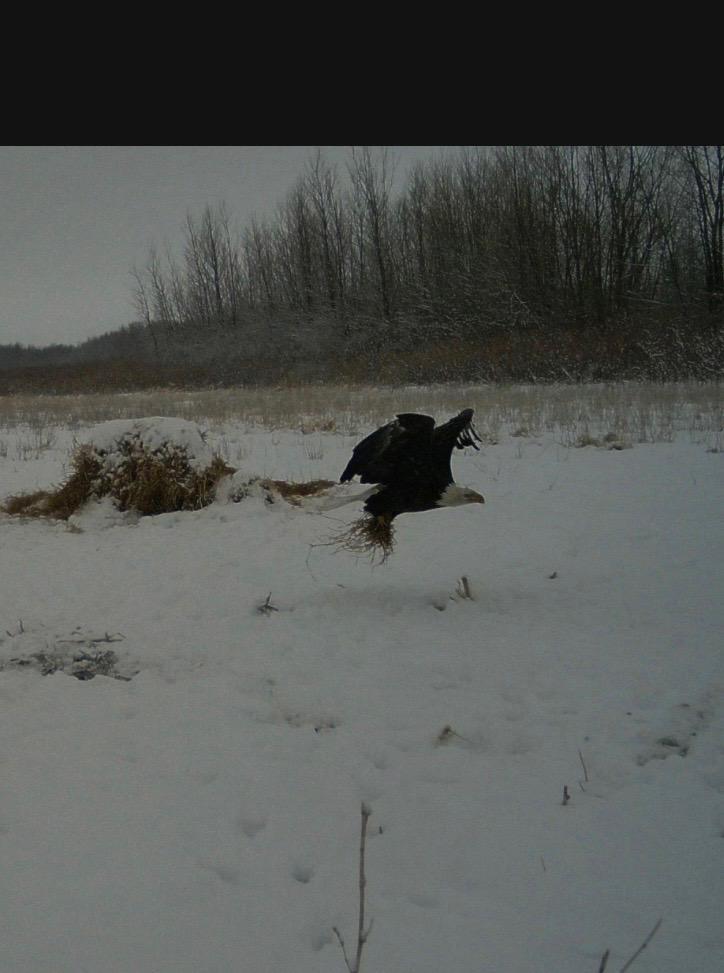 land for sale at 23307 210th Avenue N in Ulen, MN (photo 120 of 125)