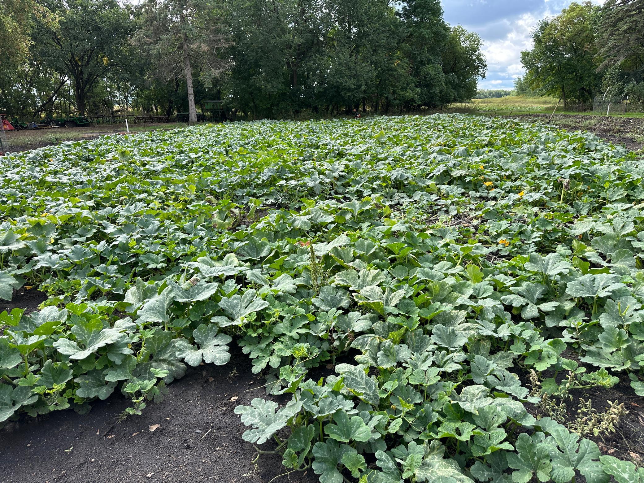 land for sale at 23307 210th Avenue N in Ulen, MN (photo 25 of 125)