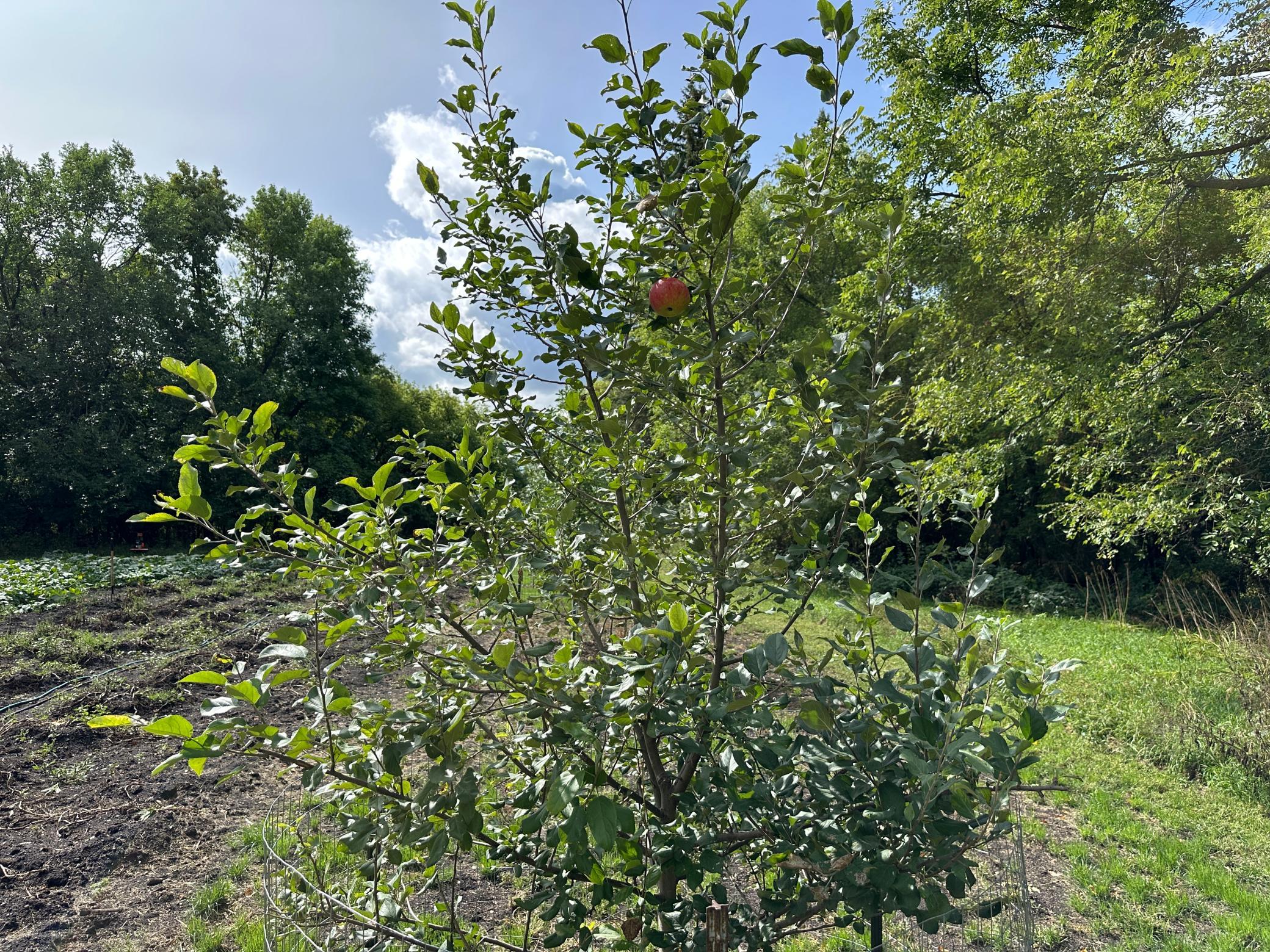 land for sale at 23307 210th Avenue N in Ulen, MN (photo 27 of 125)
