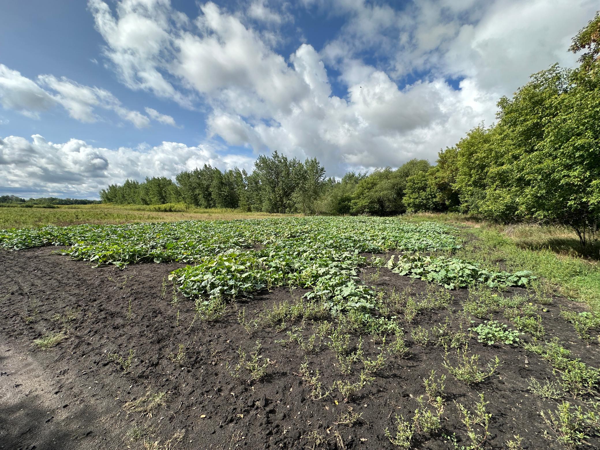 land for sale at 23307 210th Avenue N in Ulen, MN (photo 29 of 125)