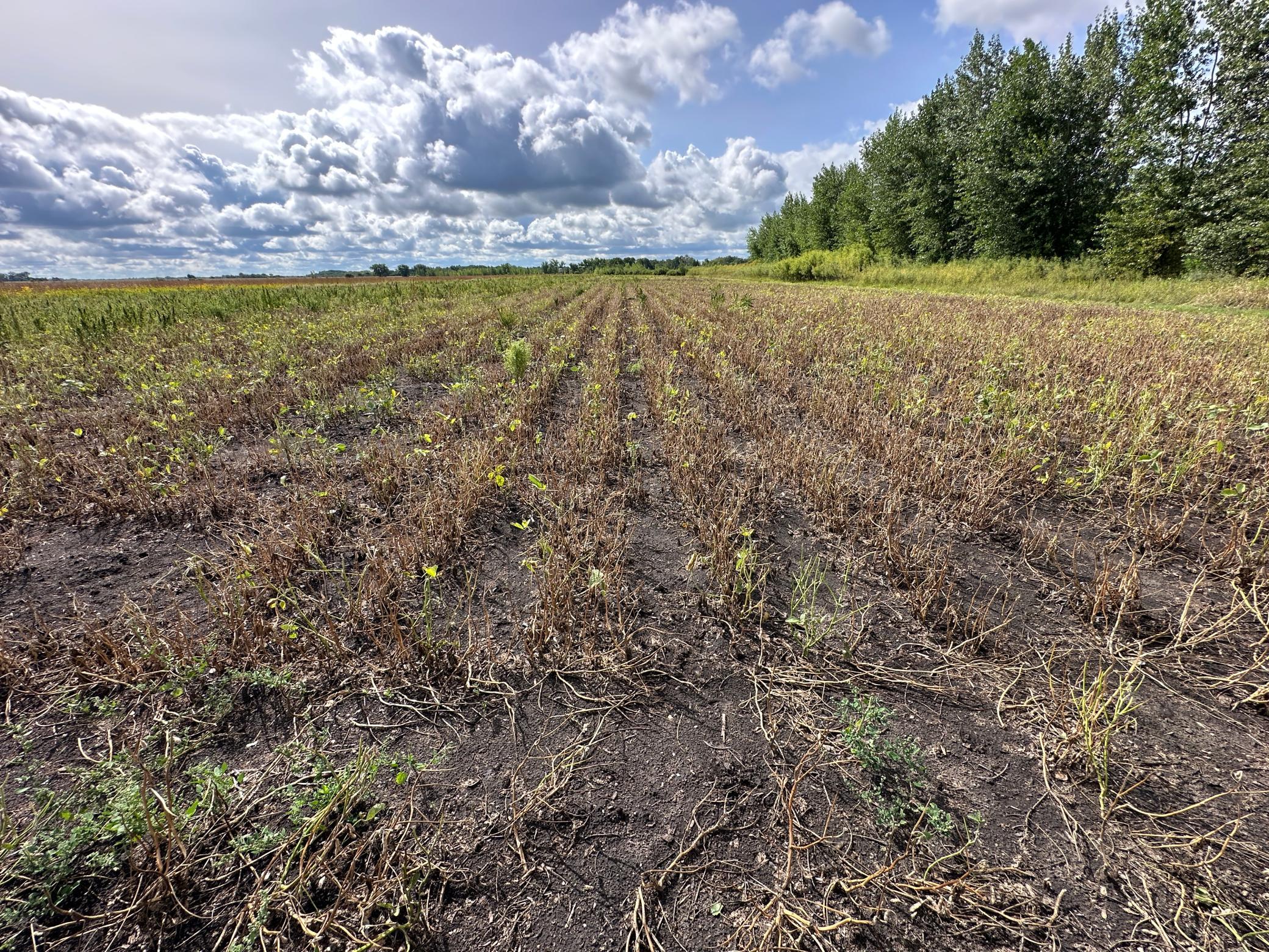 land for sale at 23307 210th Avenue N in Ulen, MN (photo 30 of 125)