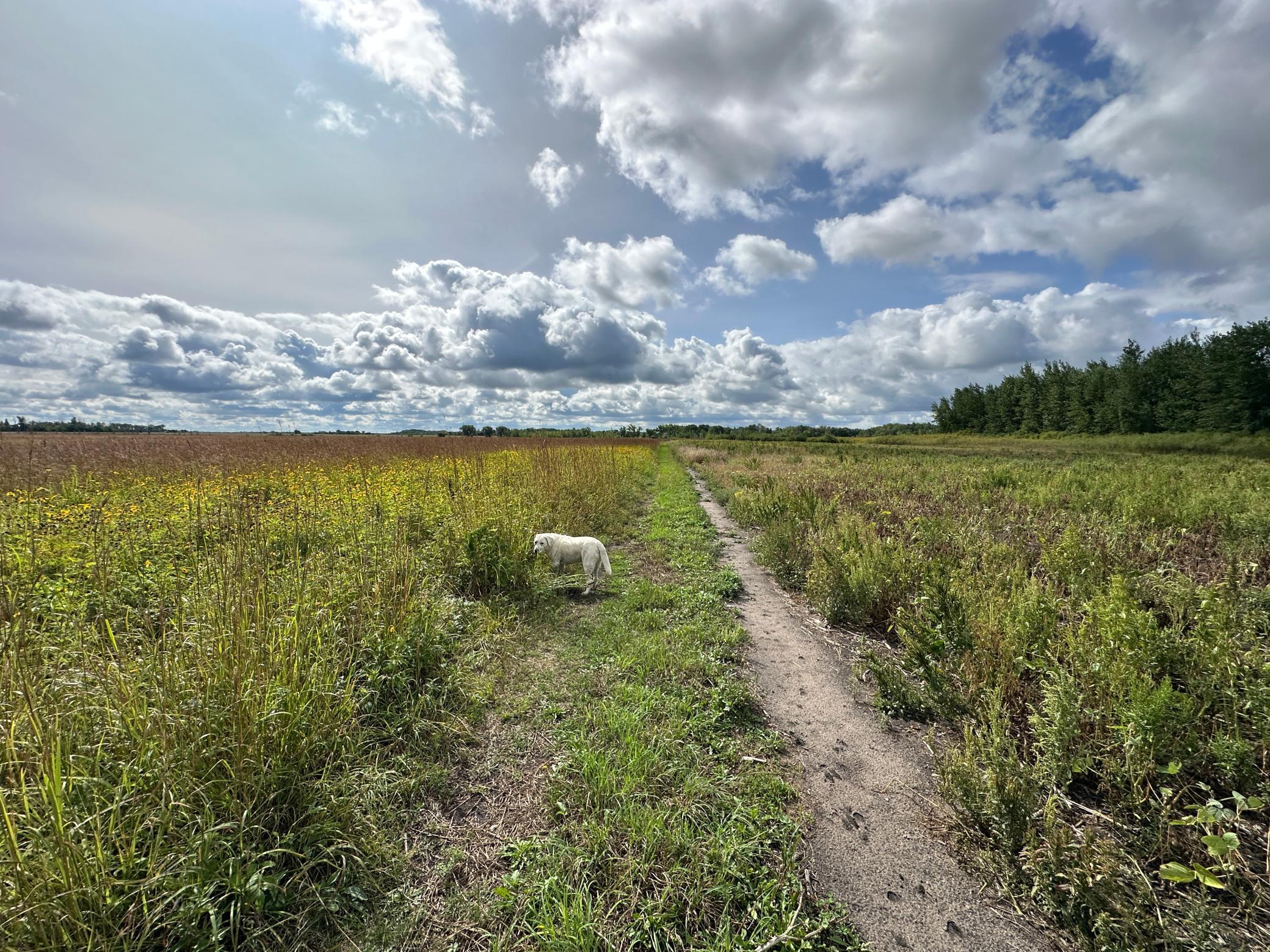land for sale at 23307 210th Avenue N in Ulen, MN (photo 31 of 125)