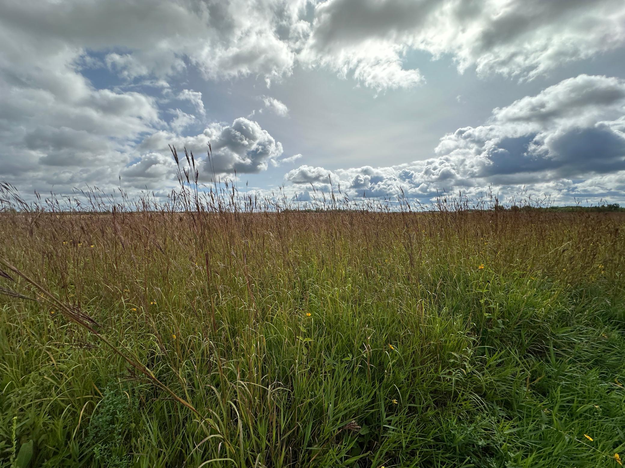 land for sale at 23307 210th Avenue N in Ulen, MN (photo 35 of 125)