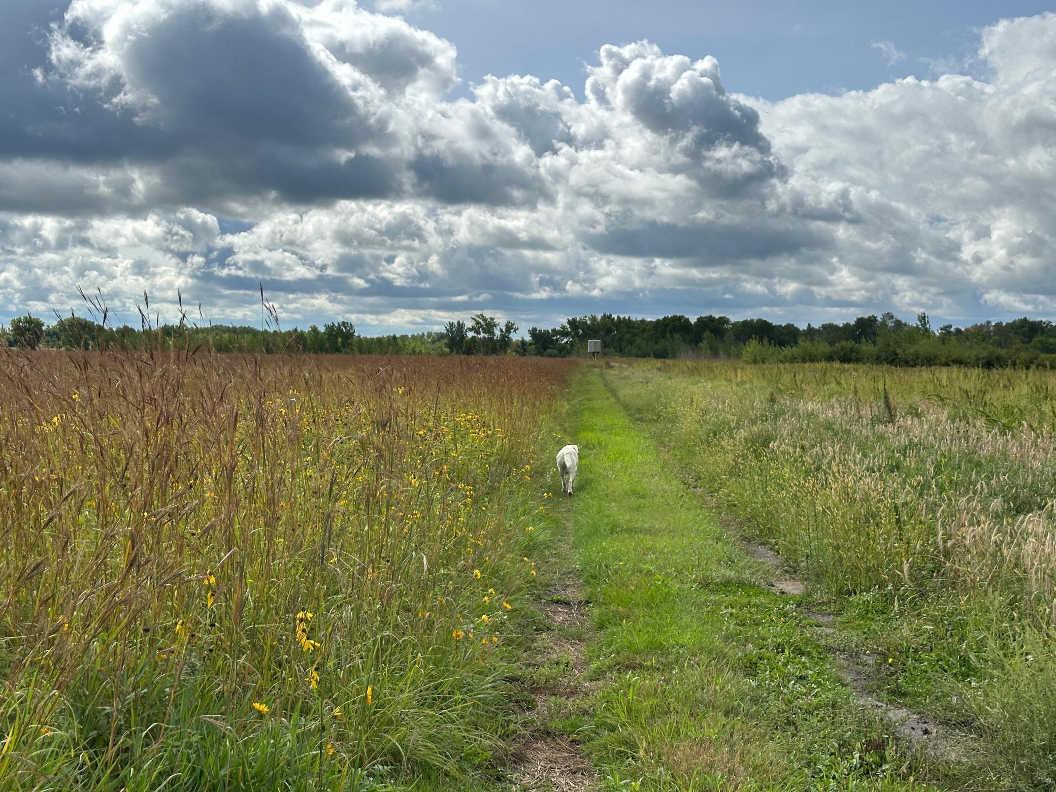 land for sale at 23307 210th Avenue N in Ulen, MN (photo 36 of 125)