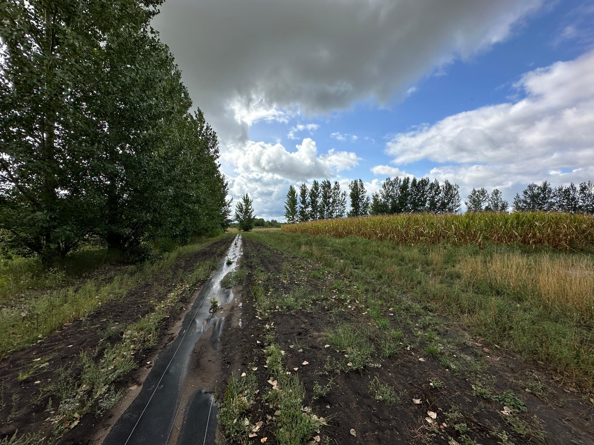 land for sale at 23307 210th Avenue N in Ulen, MN (photo 38 of 125)