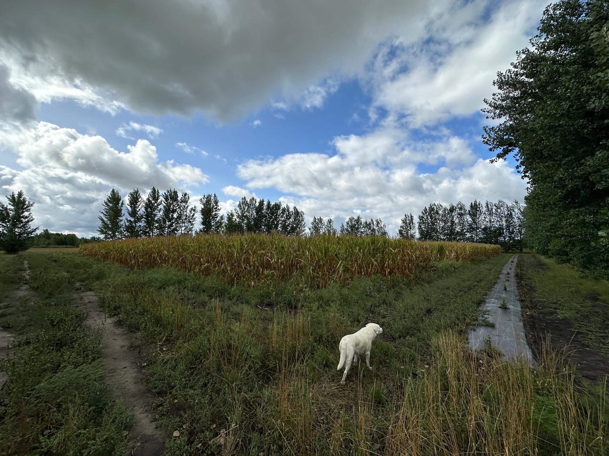 land for sale at 23307 210th Avenue N in Ulen, MN (photo 39 of 125)
