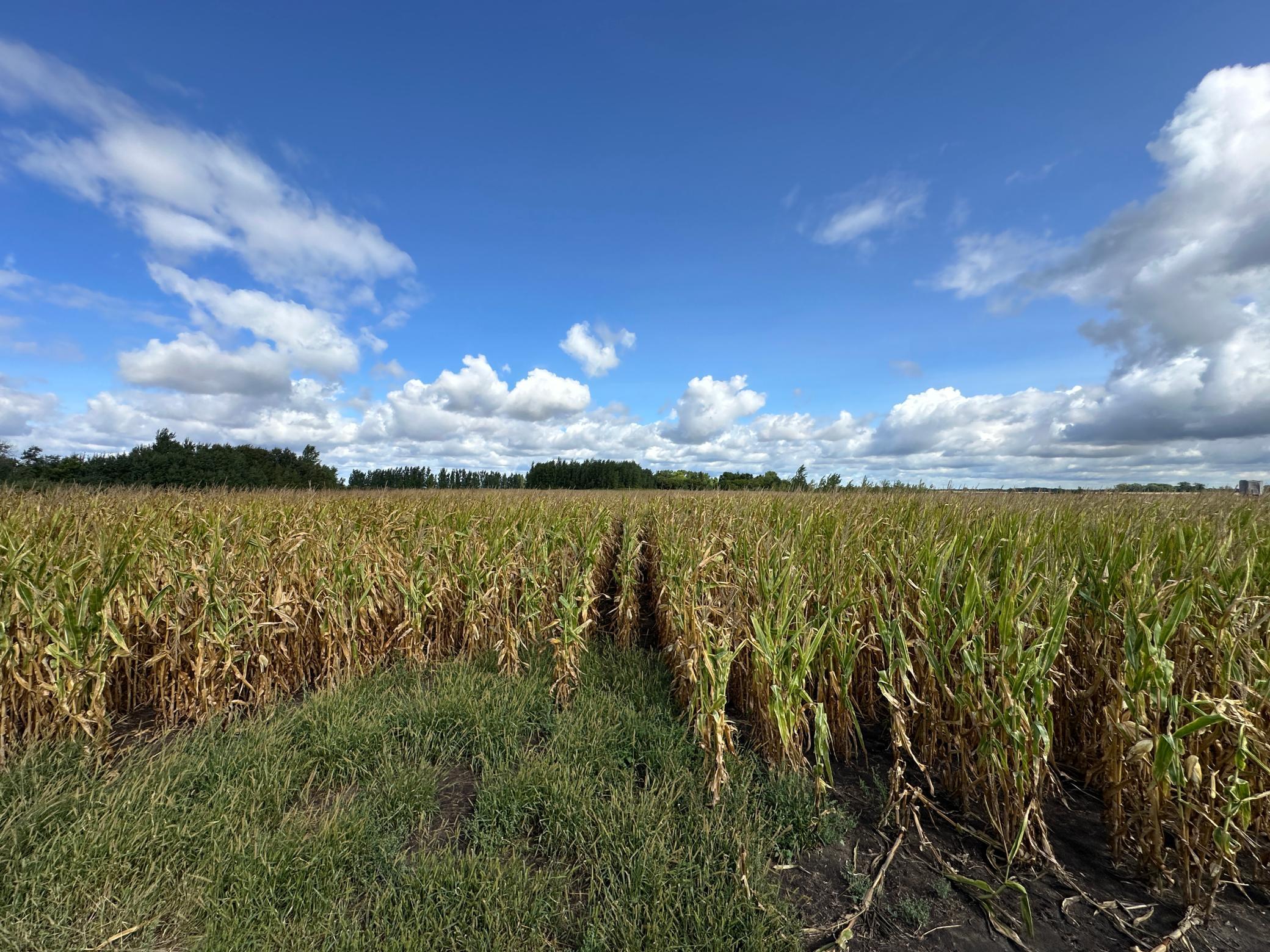 land for sale at 23307 210th Avenue N in Ulen, MN (photo 44 of 125)