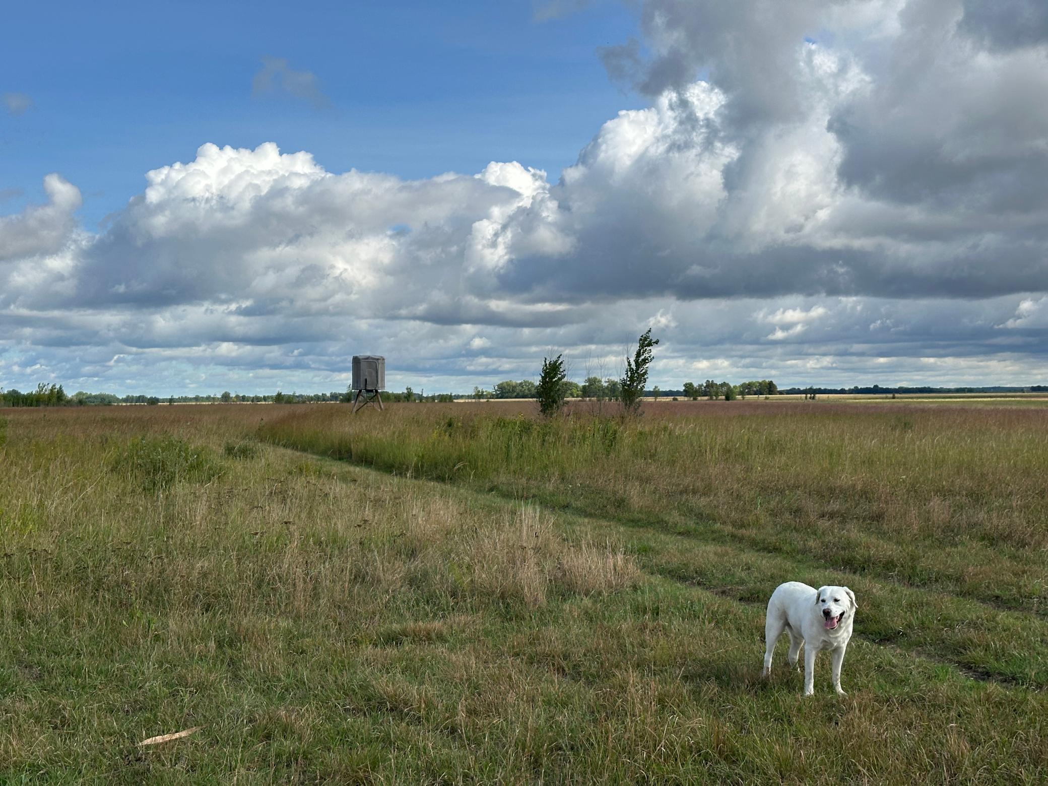 land for sale at 23307 210th Avenue N in Ulen, MN (photo 46 of 125)