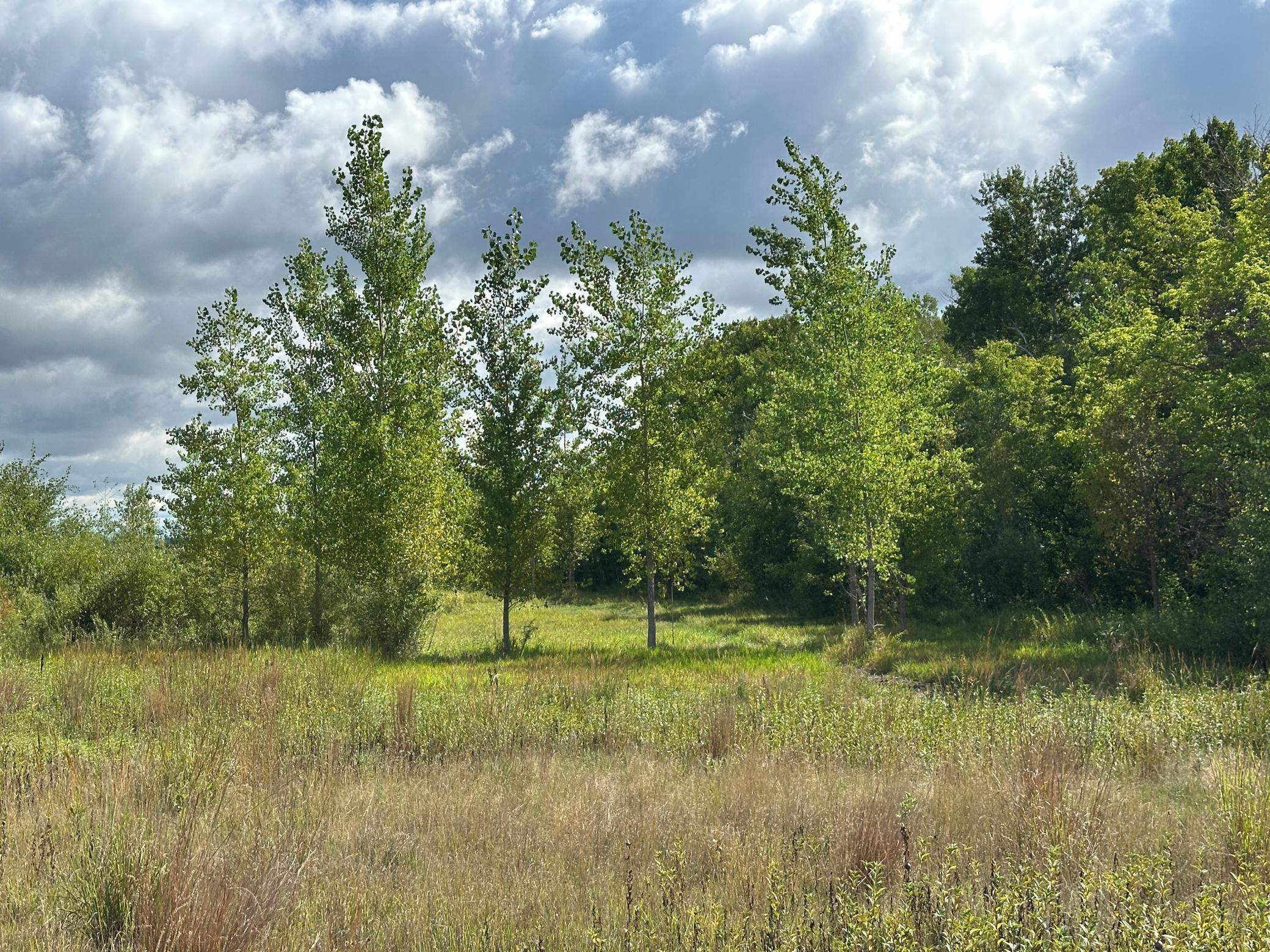 land for sale at 23307 210th Avenue N in Ulen, MN (photo 50 of 125)