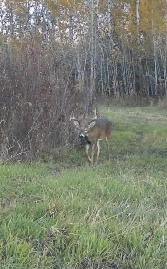 land for sale at 23307 210th Avenue N in Ulen, MN (photo 87 of 125)