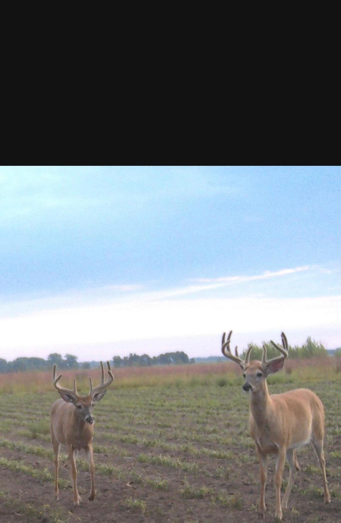 land for sale at 23307 210th Avenue N in Ulen, MN (photo 92 of 125)