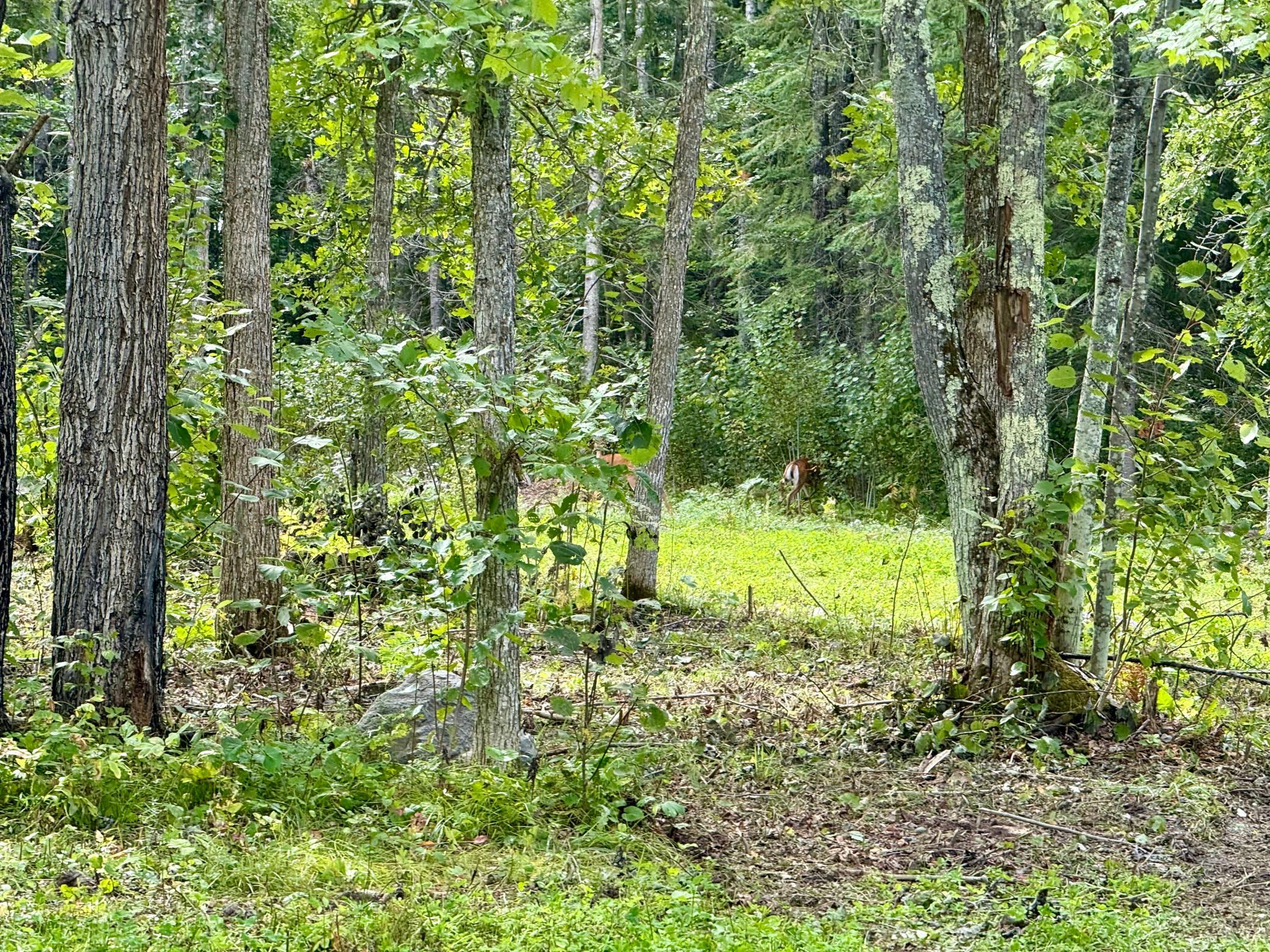 land for sale at 56305 S Dora Lake Road in Northome, MN (photo 4 of 8)