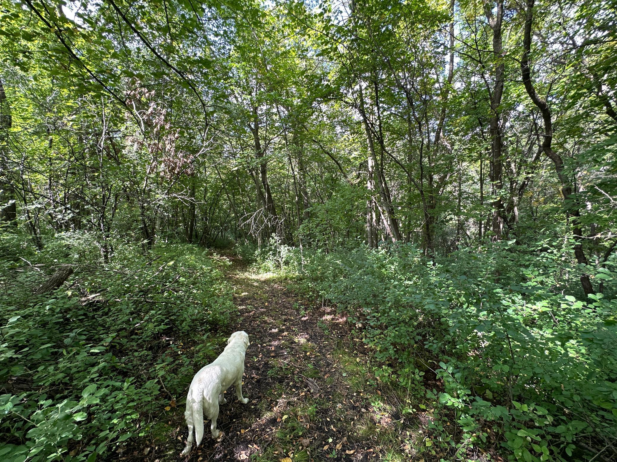 land for sale at TBD 230th Avenue in Fergus Falls, MN (photo 13 of 33)