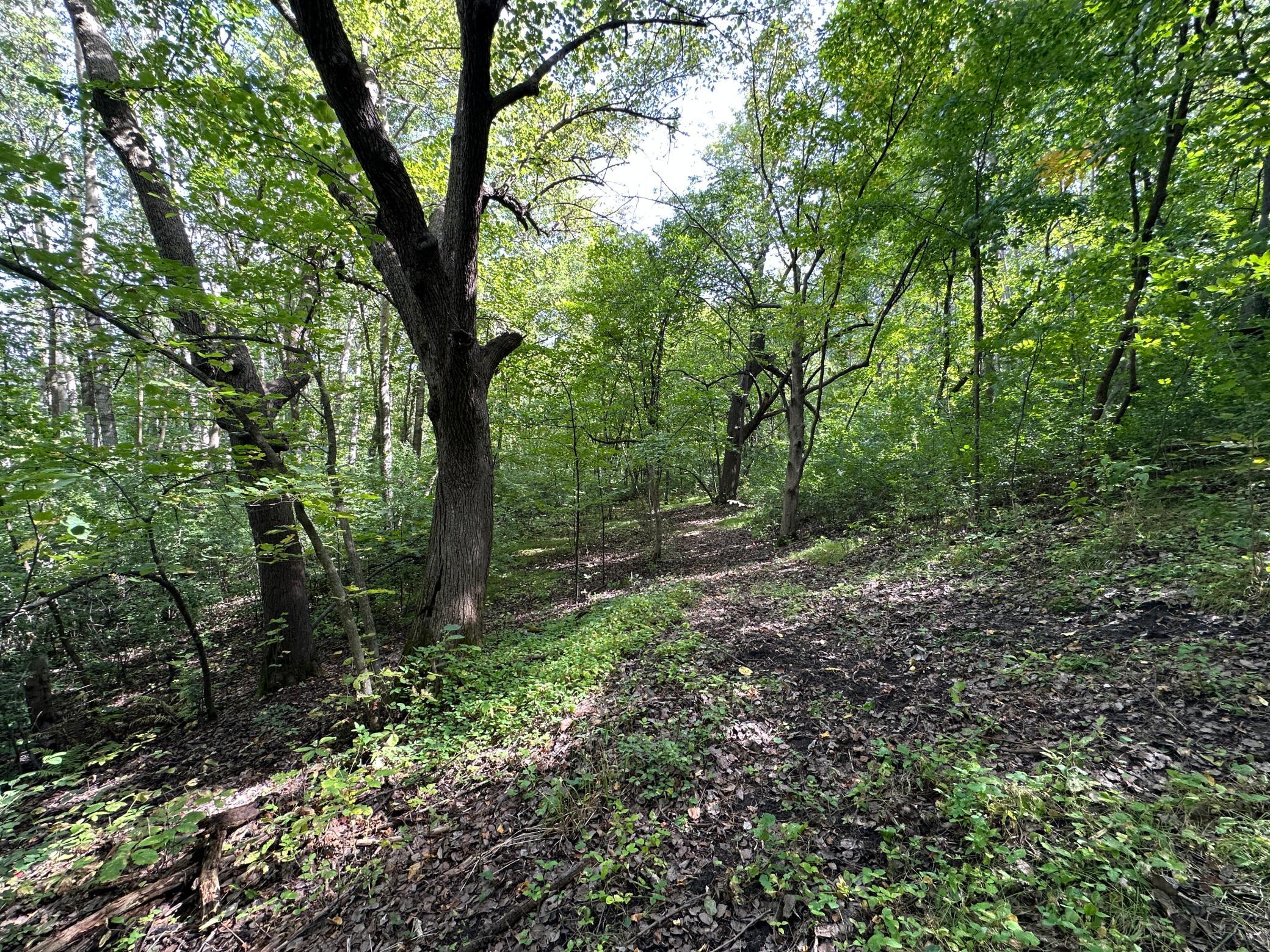 land for sale at TBD 230th Avenue in Fergus Falls, MN (photo 20 of 33)