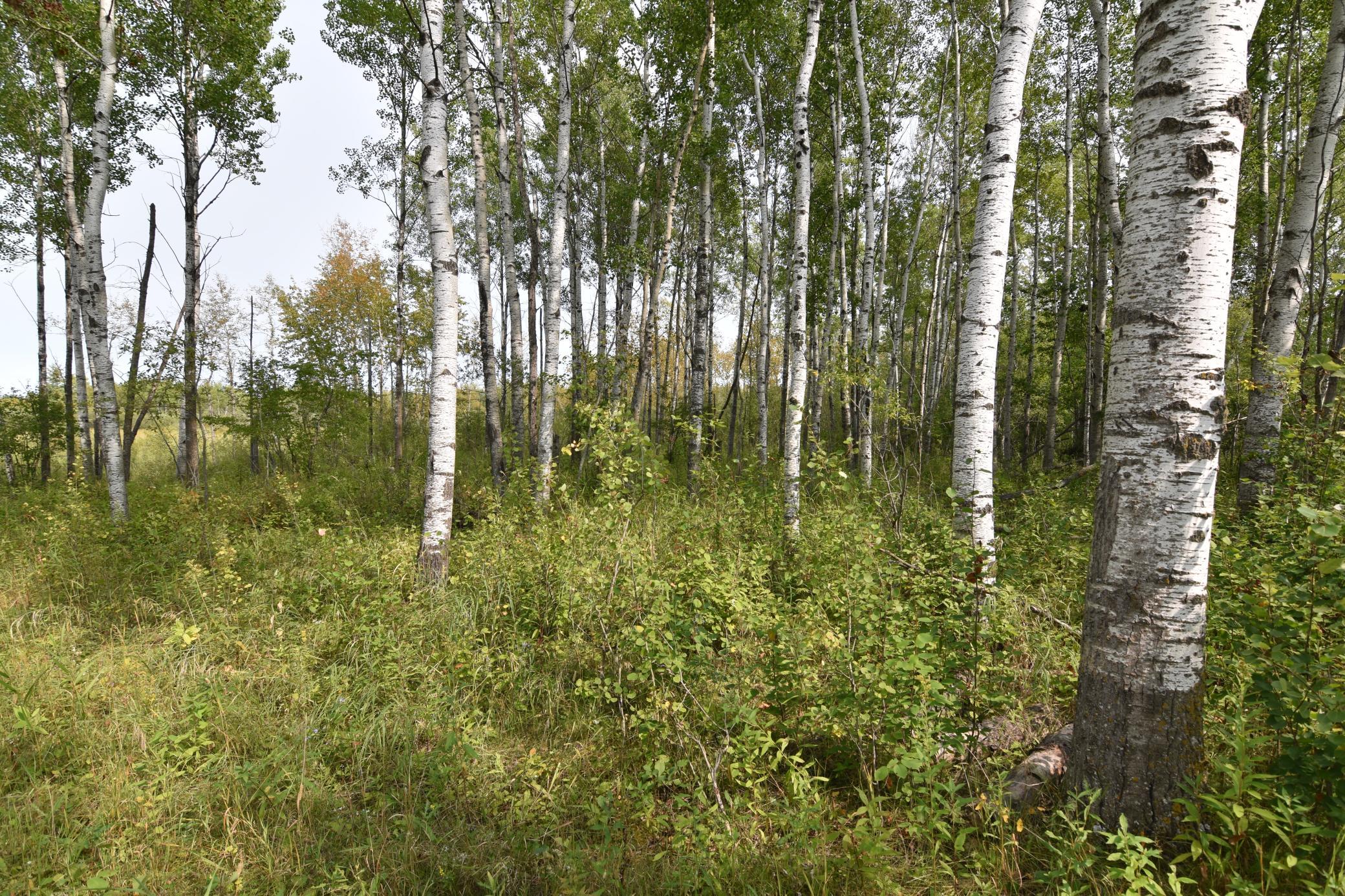 land for sale at 8324 60th Street NW in Williams, MN (photo 11 of 18)
