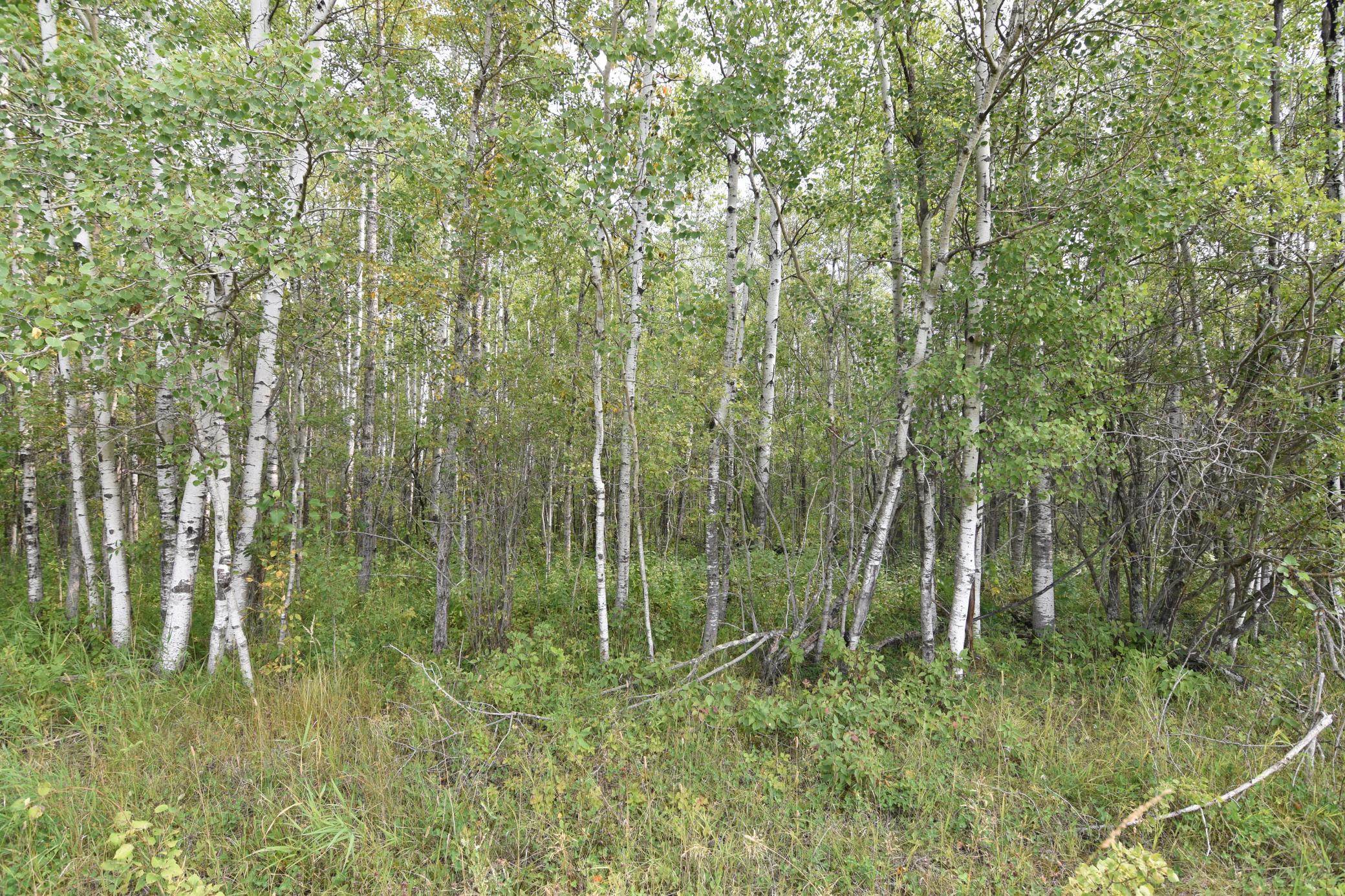 land for sale at 8324 60th Street NW in Williams, MN (photo 3 of 18)
