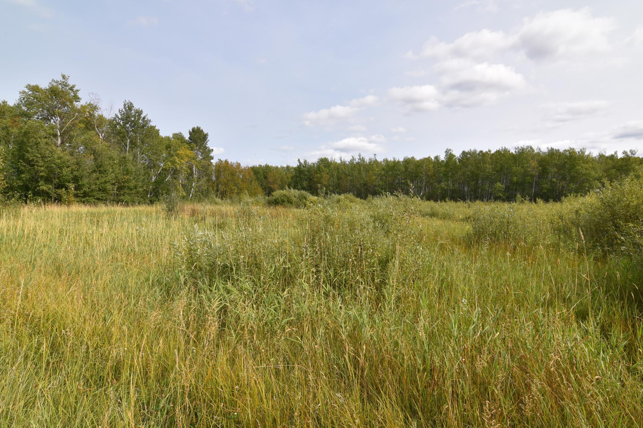 land for sale at 8324 60th Street NW in Williams, MN (photo 7 of 18)