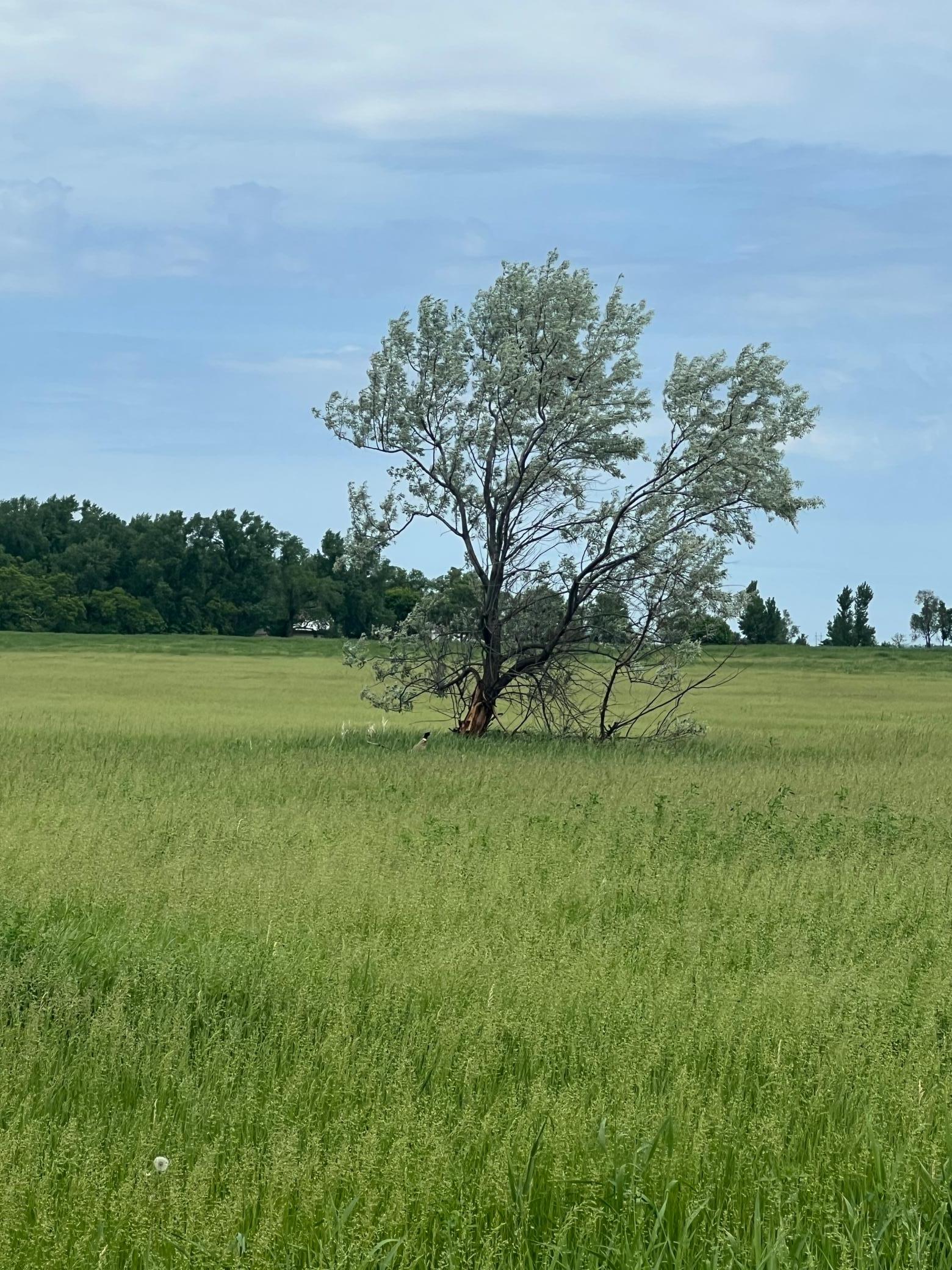 land for sale at TBD 33rd St SE in Tower City, ND (photo 33 of 39)