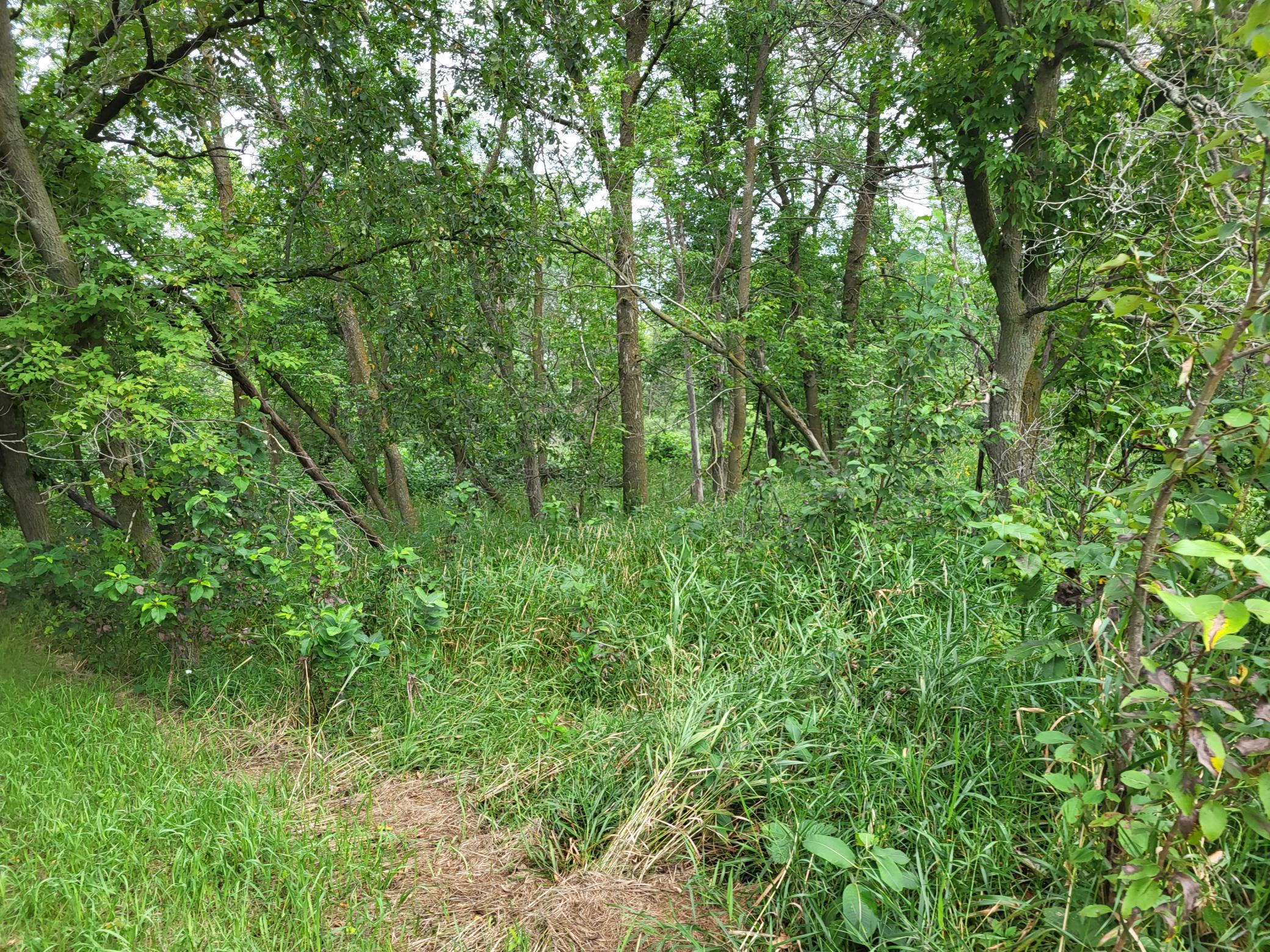 2000 land for sale at 96 ac 150th Street in Verndale, MN (photo 16 of 26)