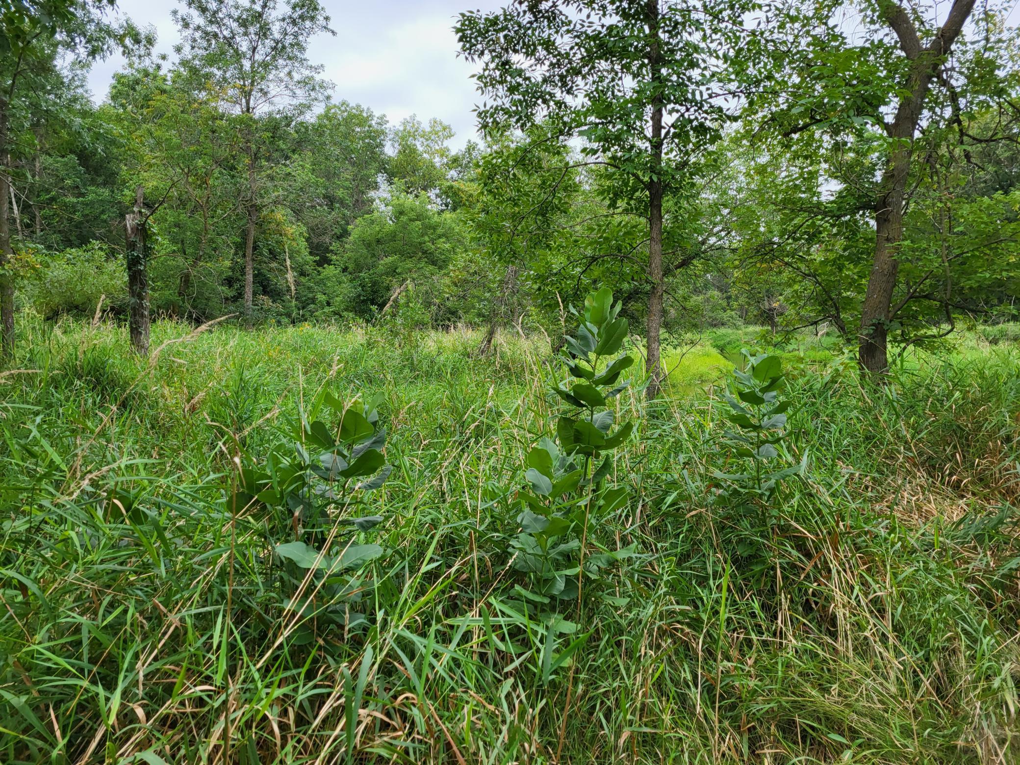 2000 land for sale at 96 ac 150th Street in Verndale, MN (photo 18 of 26)
