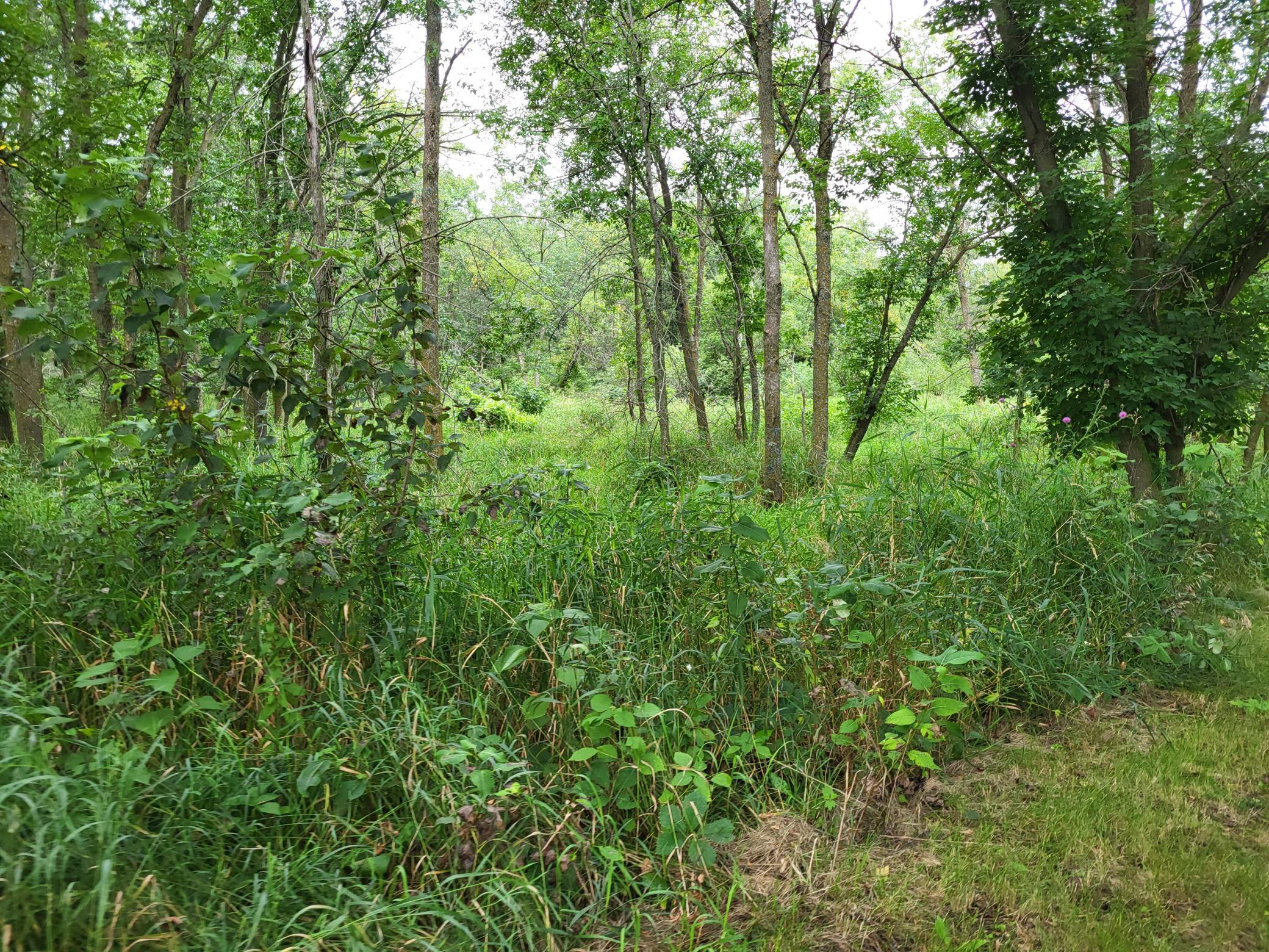 2000 land for sale at 96 ac 150th Street in Verndale, MN (photo 9 of 26)