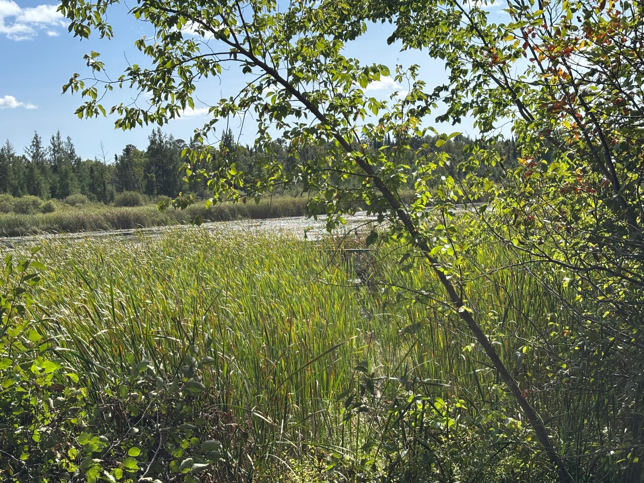 land for sale at TBD County Road 152 in Park Rapids, MN (photo 26 of 28)