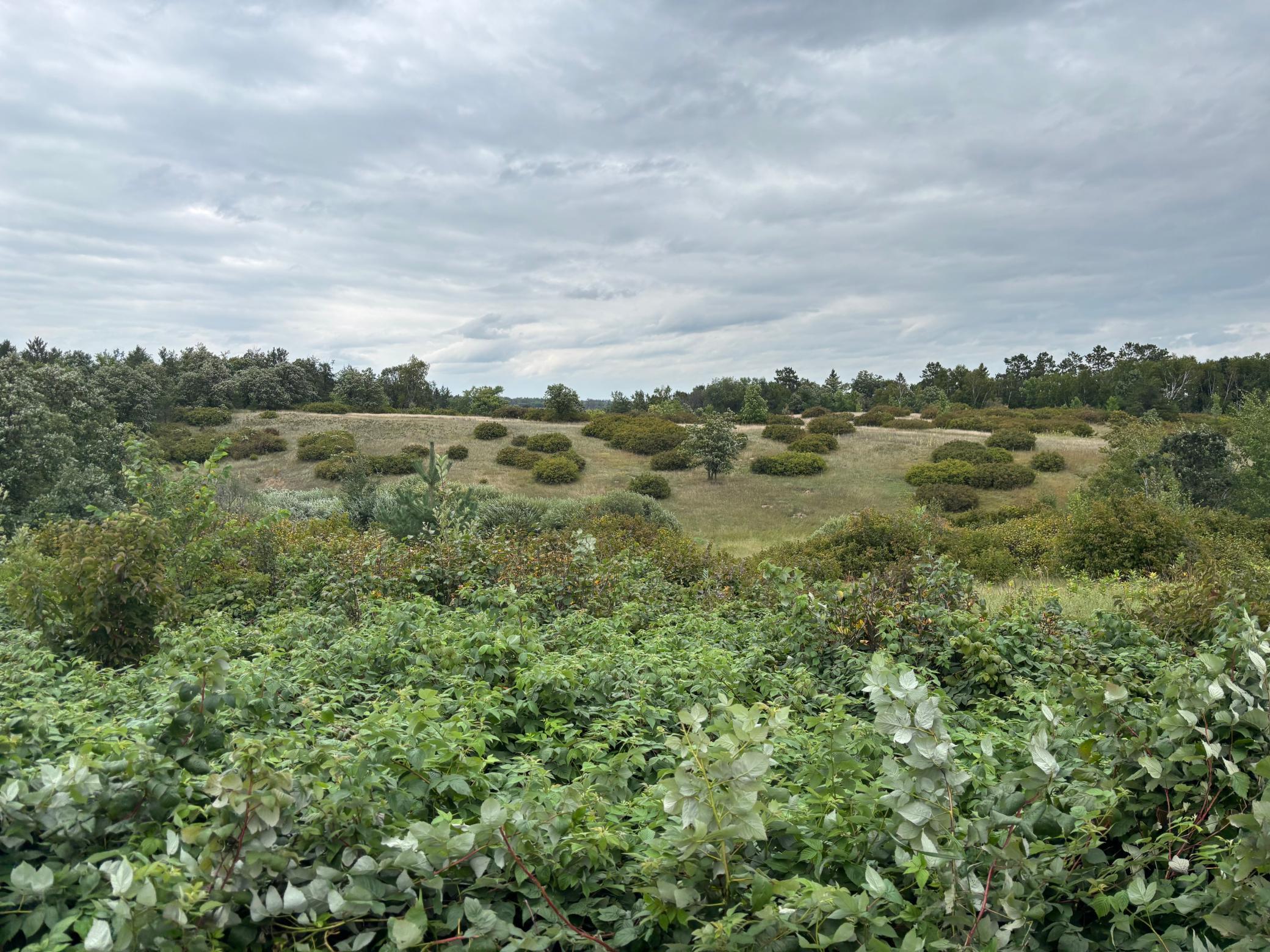 land for sale at TBD County Road 152 in Park Rapids, MN (photo 10 of 28)