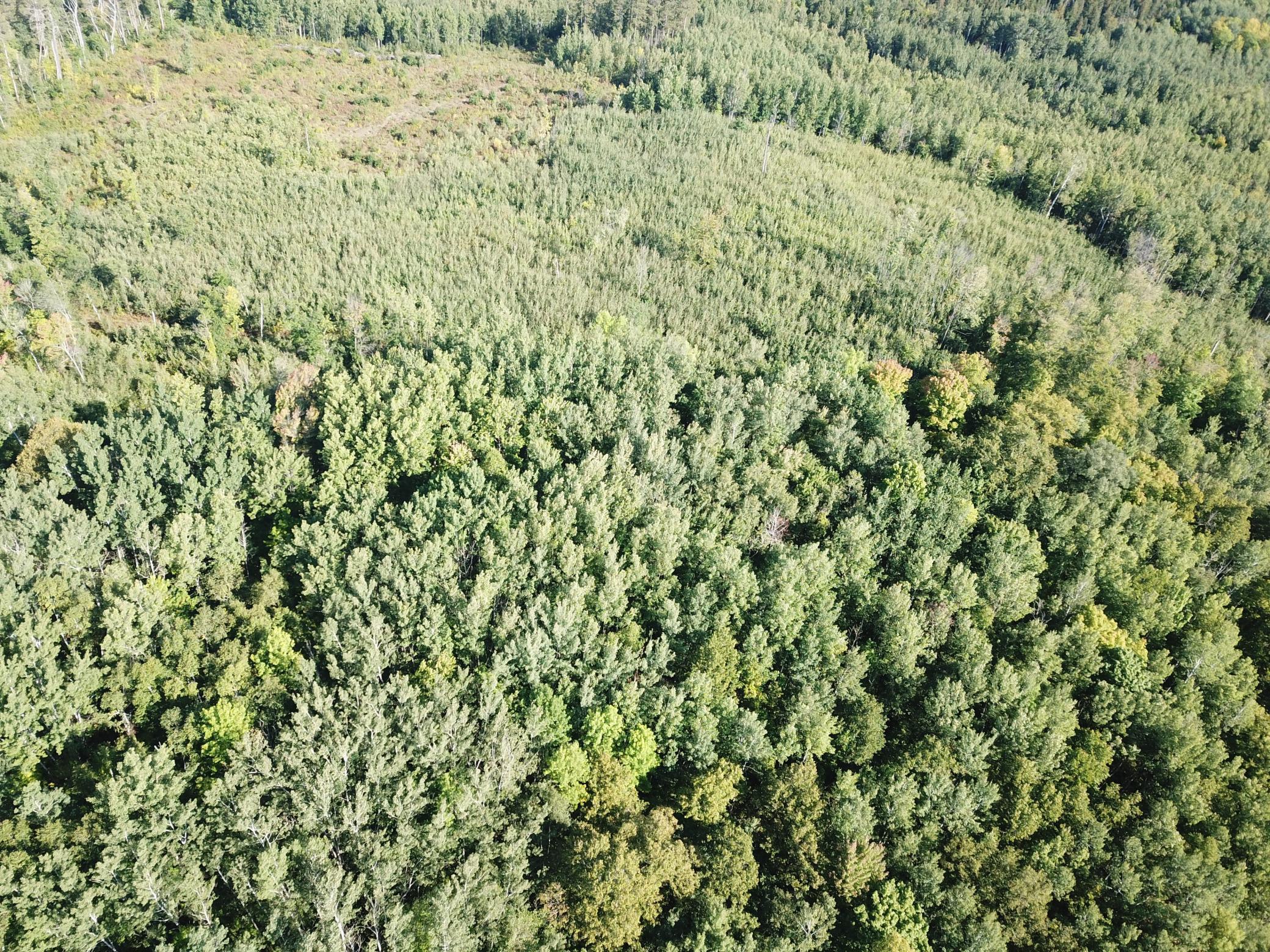 land for sale at TBD Lumberjack Road NW in Shevlin, MN (photo 17 of 51)