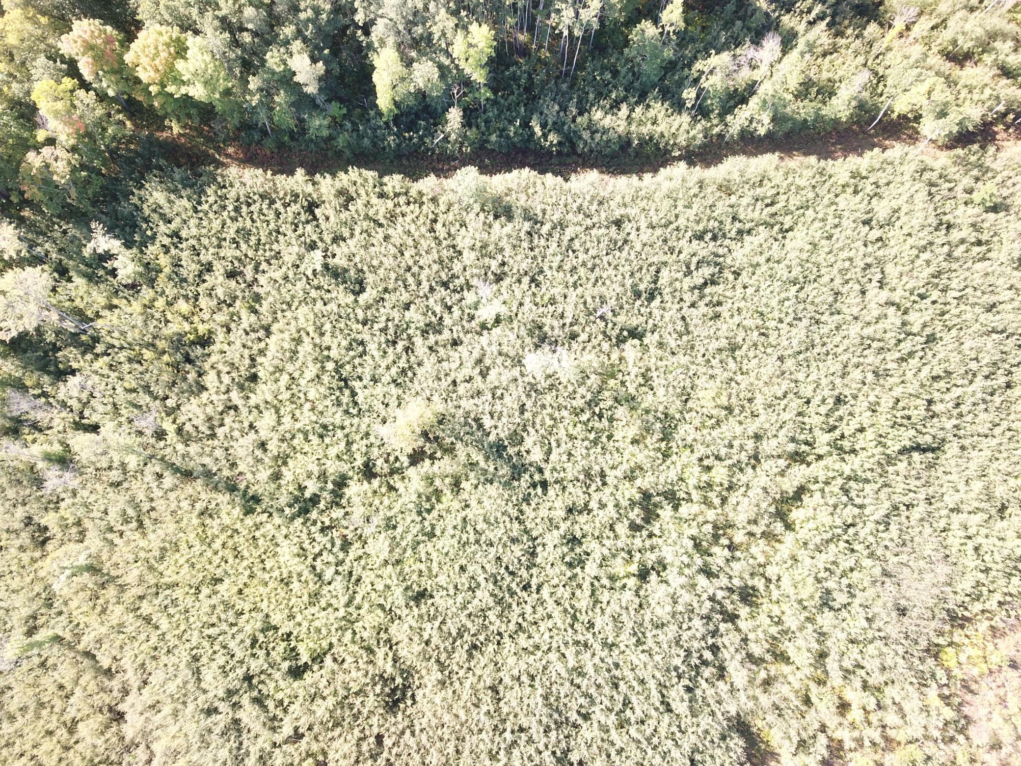 land for sale at TBD Lumberjack Road NW in Shevlin, MN (photo 19 of 51)
