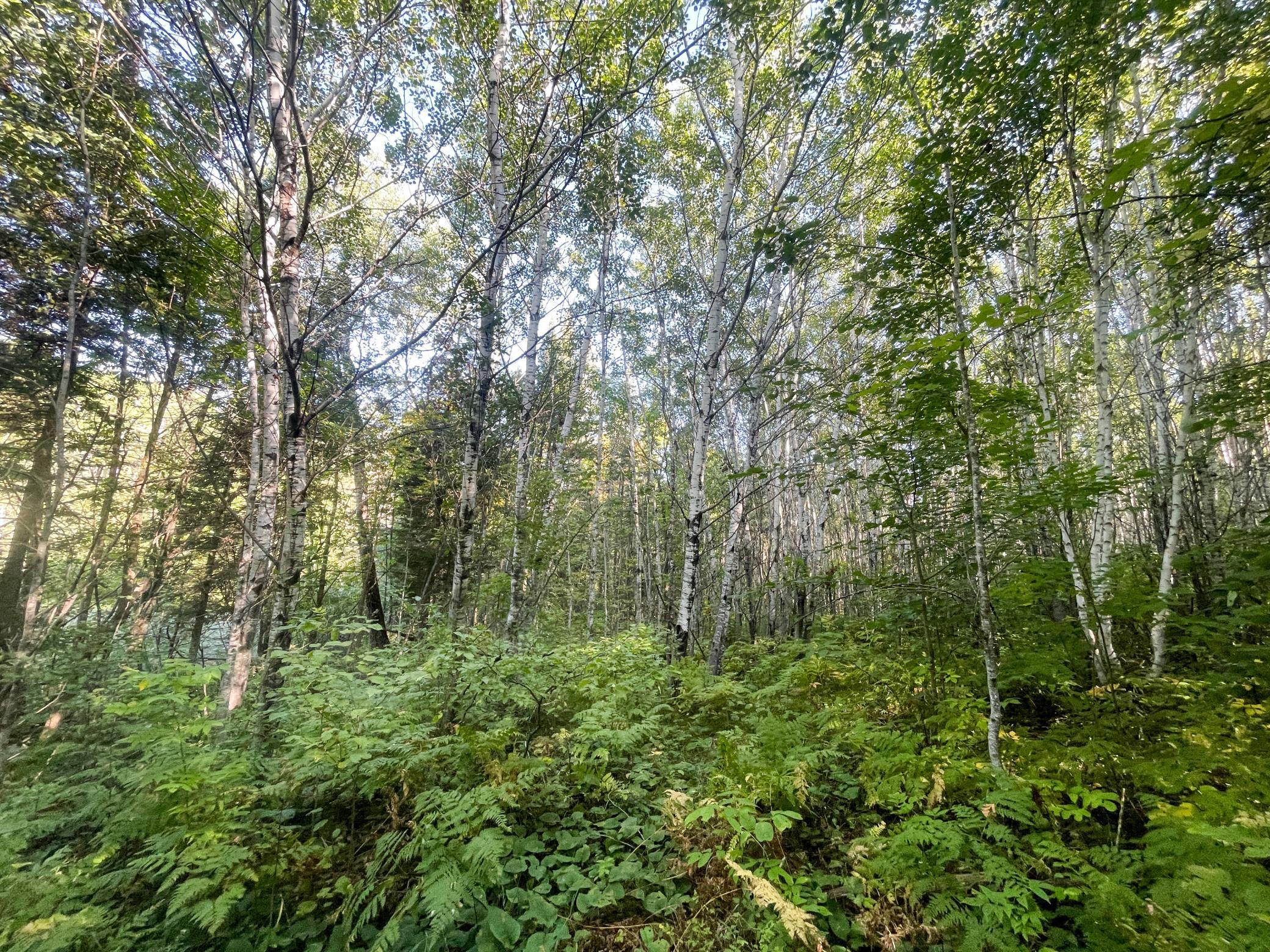 land for sale at TBD Lumberjack Road NW in Shevlin, MN (photo 22 of 51)