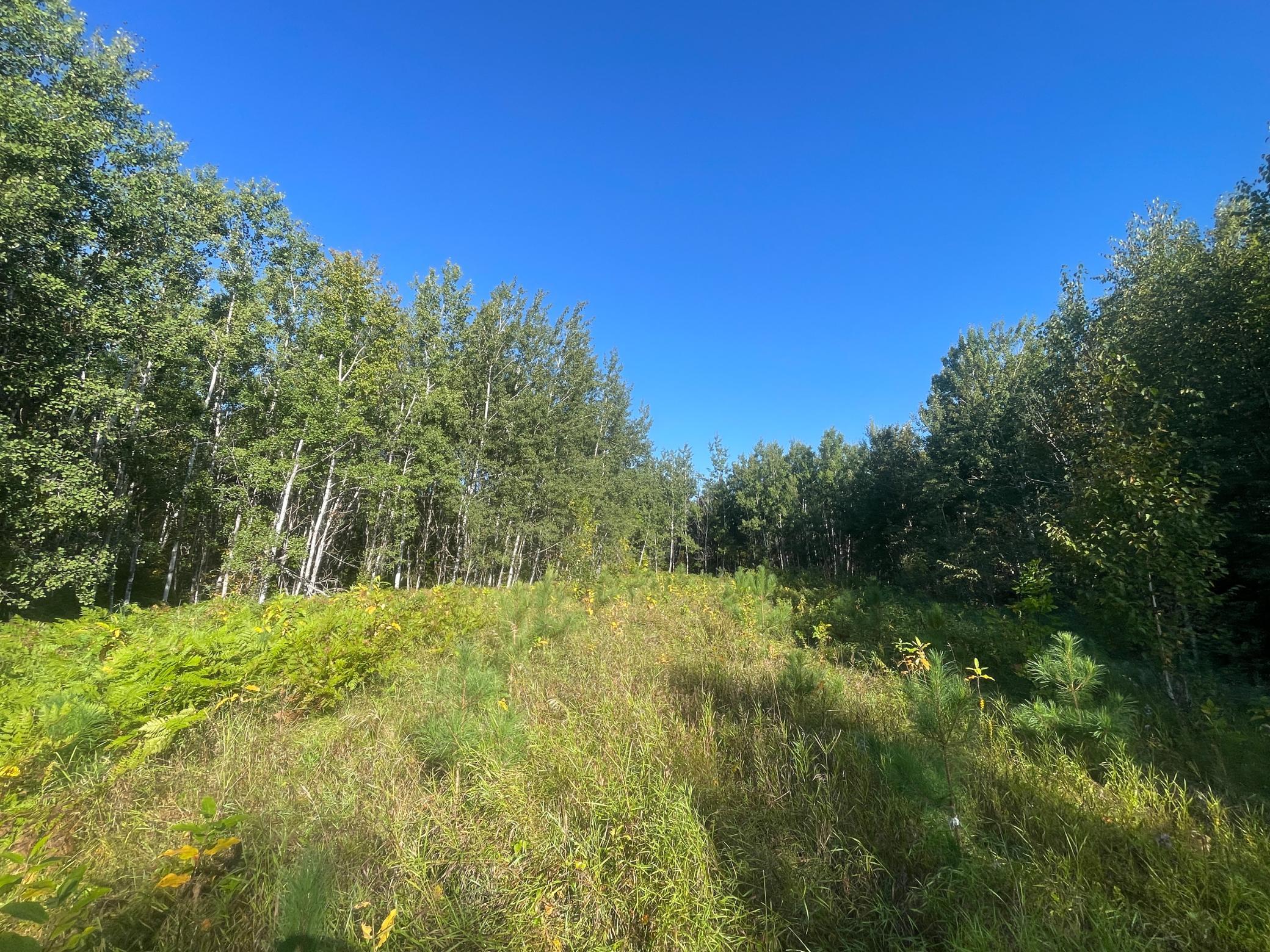 land for sale at TBD Lumberjack Road NW in Shevlin, MN (photo 24 of 51)