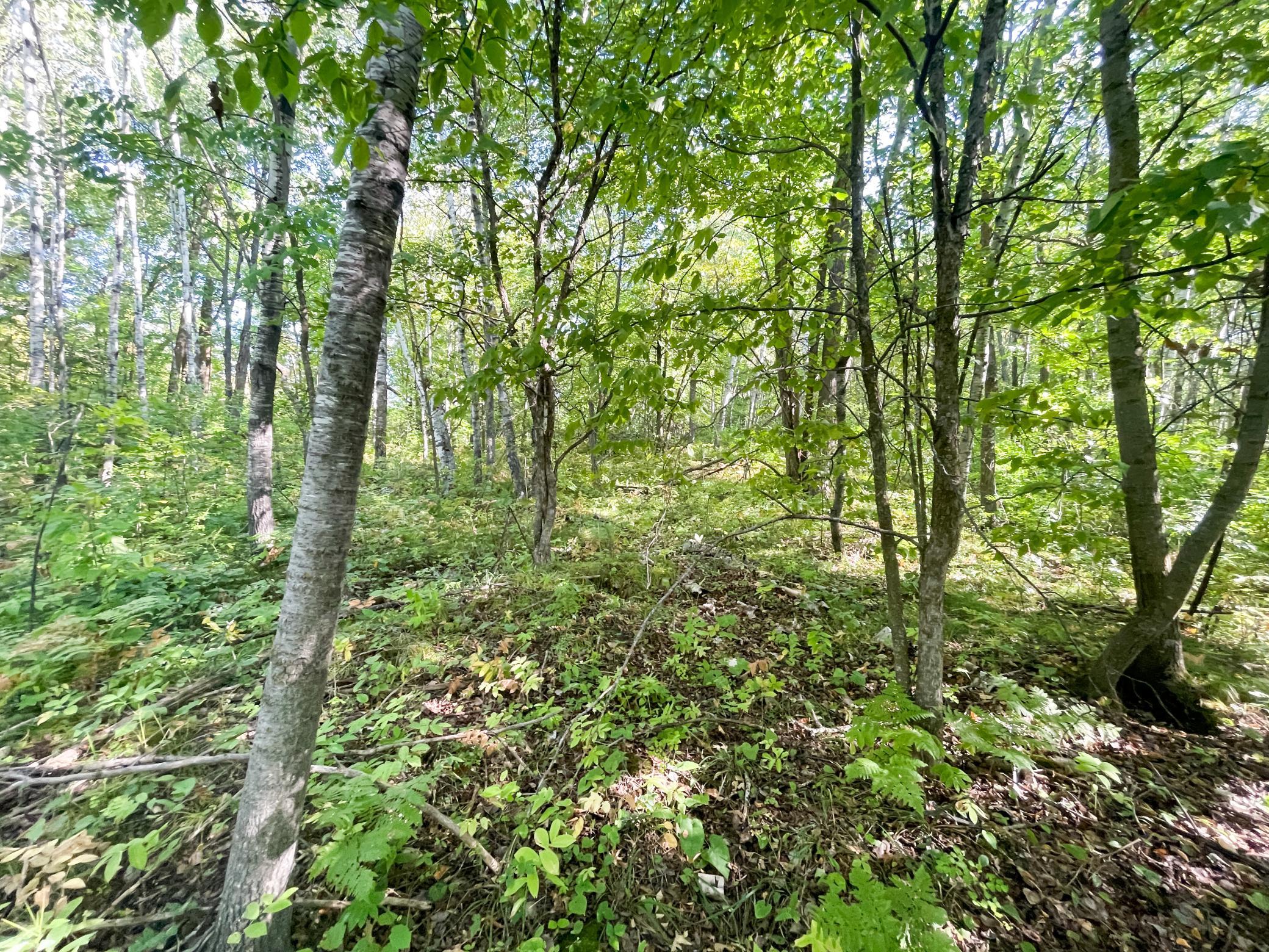 land for sale at TBD Lumberjack Road NW in Shevlin, MN (photo 29 of 51)