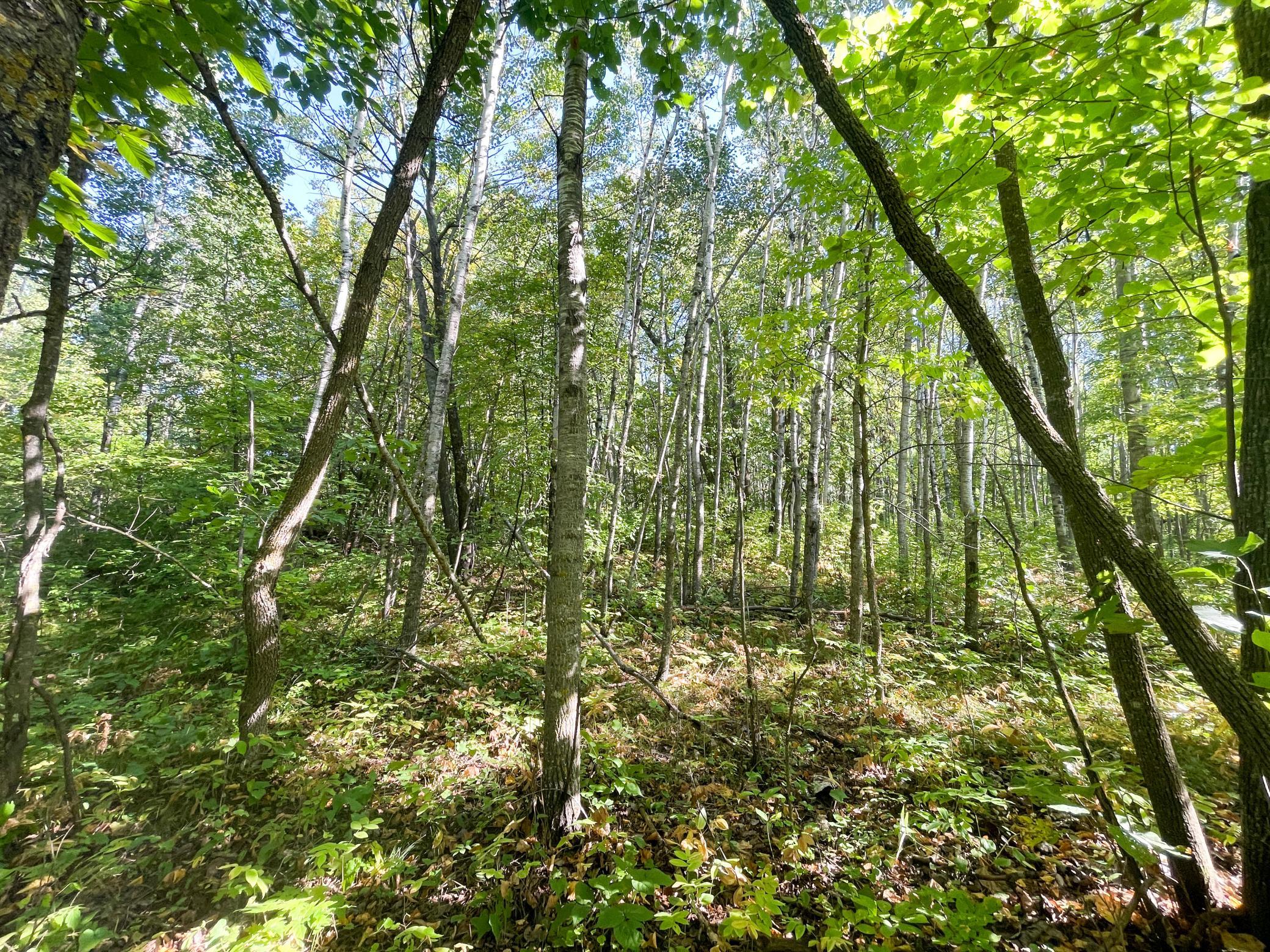 land for sale at TBD Lumberjack Road NW in Shevlin, MN (photo 30 of 51)