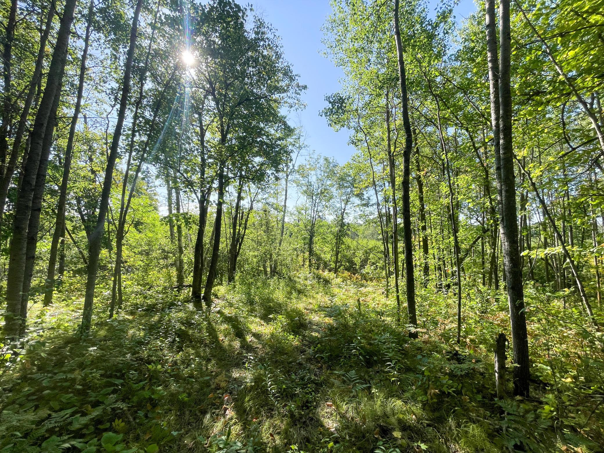 land for sale at TBD Lumberjack Road NW in Shevlin, MN (photo 37 of 51)