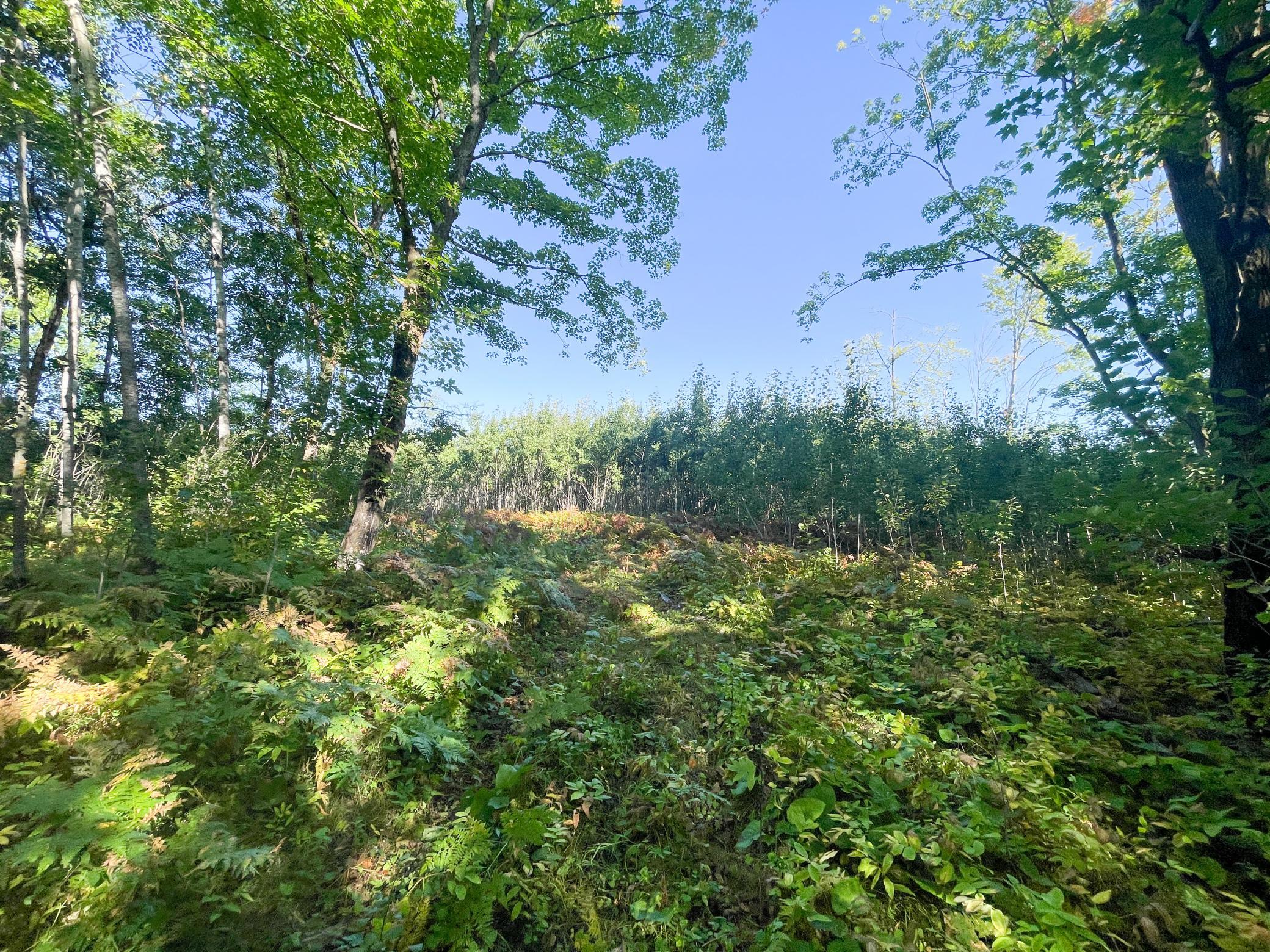 land for sale at TBD Lumberjack Road NW in Shevlin, MN (photo 38 of 51)